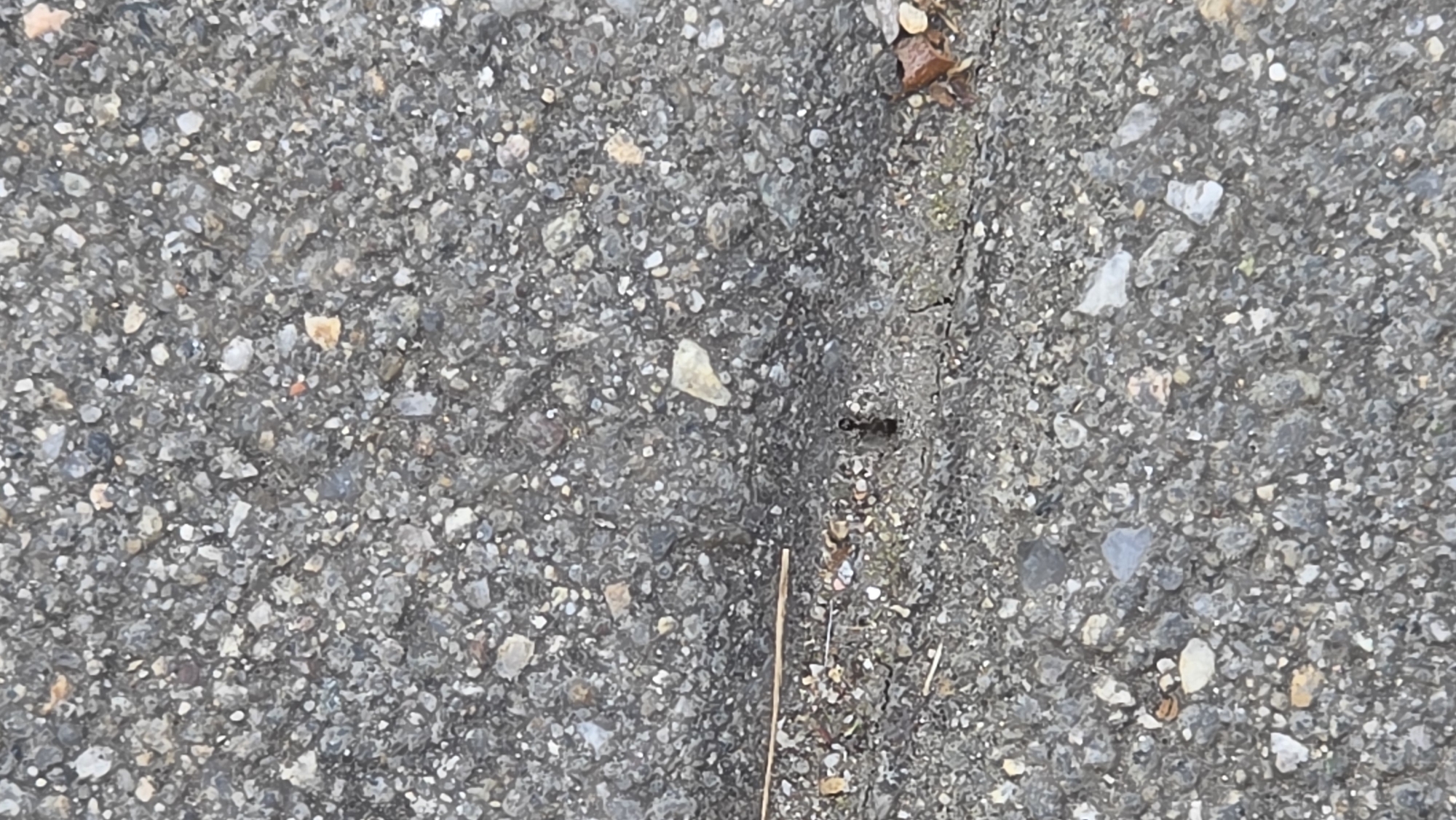 The image depicts a close-up view of a section of asphalt pavement. The pavement is predominantly gray with embedded small stones and pebbles of various colors. A crack or seam runs vertically down the center of the image. There is a small dark object resembling an ant or insect on the right side of the crack. A thin twig or piece of plant material lies diagonally across the crack towards the bottom of the image. The scene lacks any recognizable landmarks to pinpoint a specific location within Blagoevgrad, Bulgaria. The image focuses on the texture and details of the pavement surface.