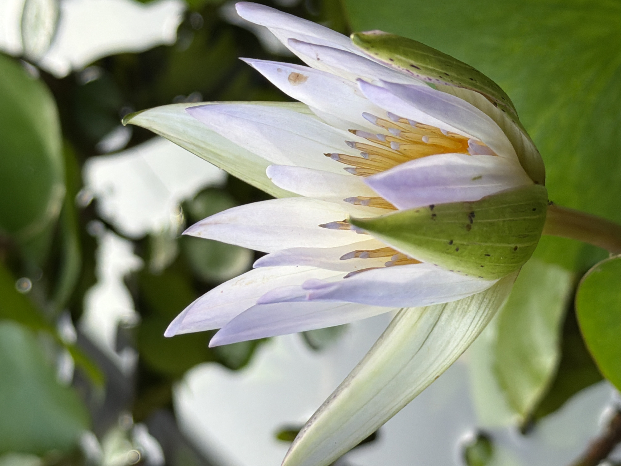 This is a close-up, eye-level, medium shot of a partially opened water lily bloom. The flower is predominantly white with delicate purple tips on its petals. The center of the bloom reveals yellow stamens. Green sepals are visible, some speckled with dark spots. The bloom is positioned at an angle, with its base extending downwards and towards the right of the frame.
The background is a soft blur of green foliage and the subtle reflections on the water's surface, suggesting an aquatic environment. The lighting appears natural, possibly indicating daytime, and the overall mood is tranquil and serene, characteristic of nature photography. There is no visible text in the image.