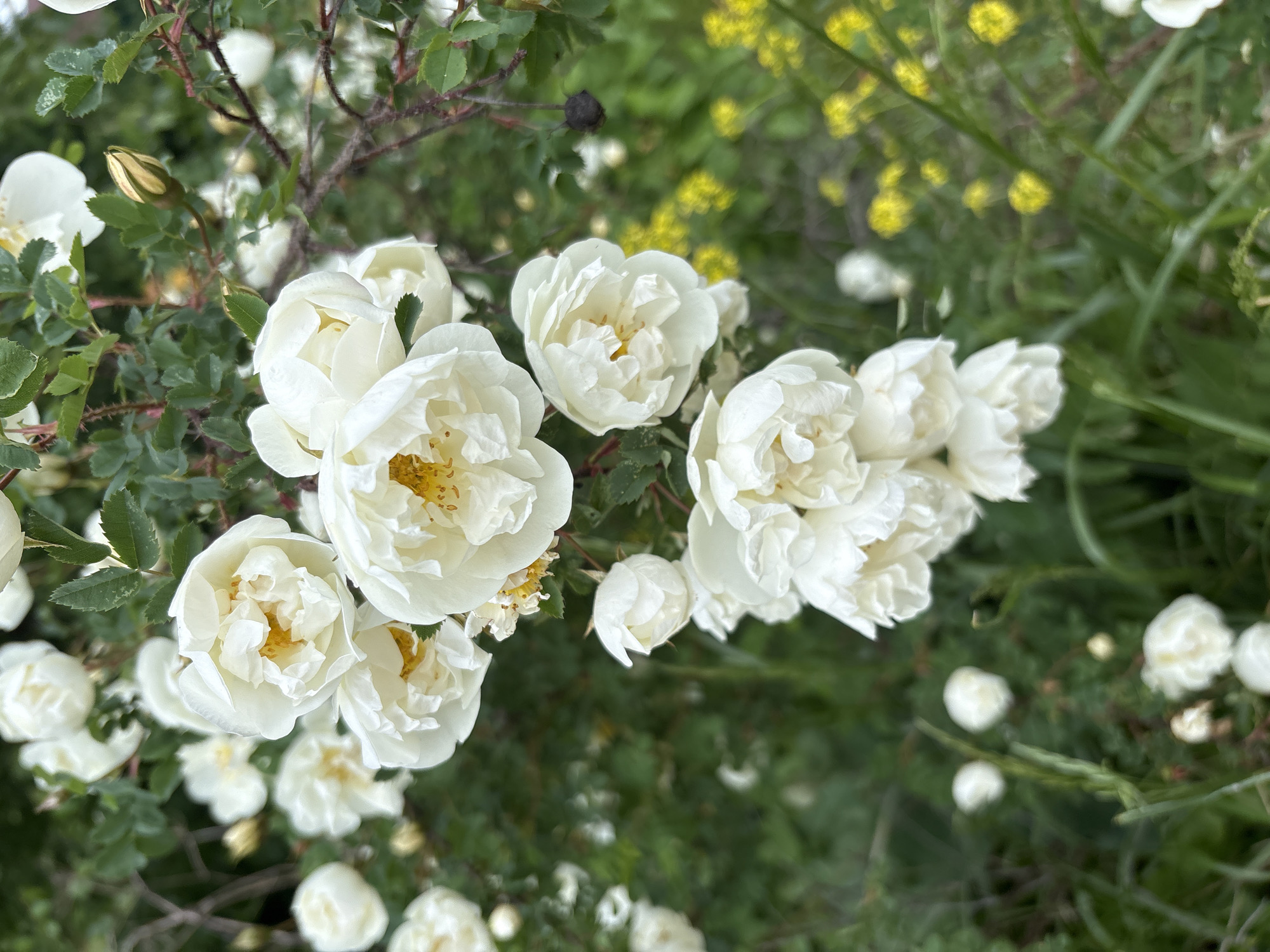 The image is a close-up, eye-level shot of a dense cluster of white roses and green foliage. The roses are in various stages of bloom, with some fully open, revealing yellow stamens, and others in bud. The petals are delicate and layered. The branches of the rose bush are visible, some with thorns, and they are interspersed with the leaves. In the background, there are blurred out yellow flowers, suggesting a garden or natural setting. The overall impression is one of lush, blooming flora. The image does not contain any discernible elements that would allow for the identification of its location within the city of Lyady, Russia.