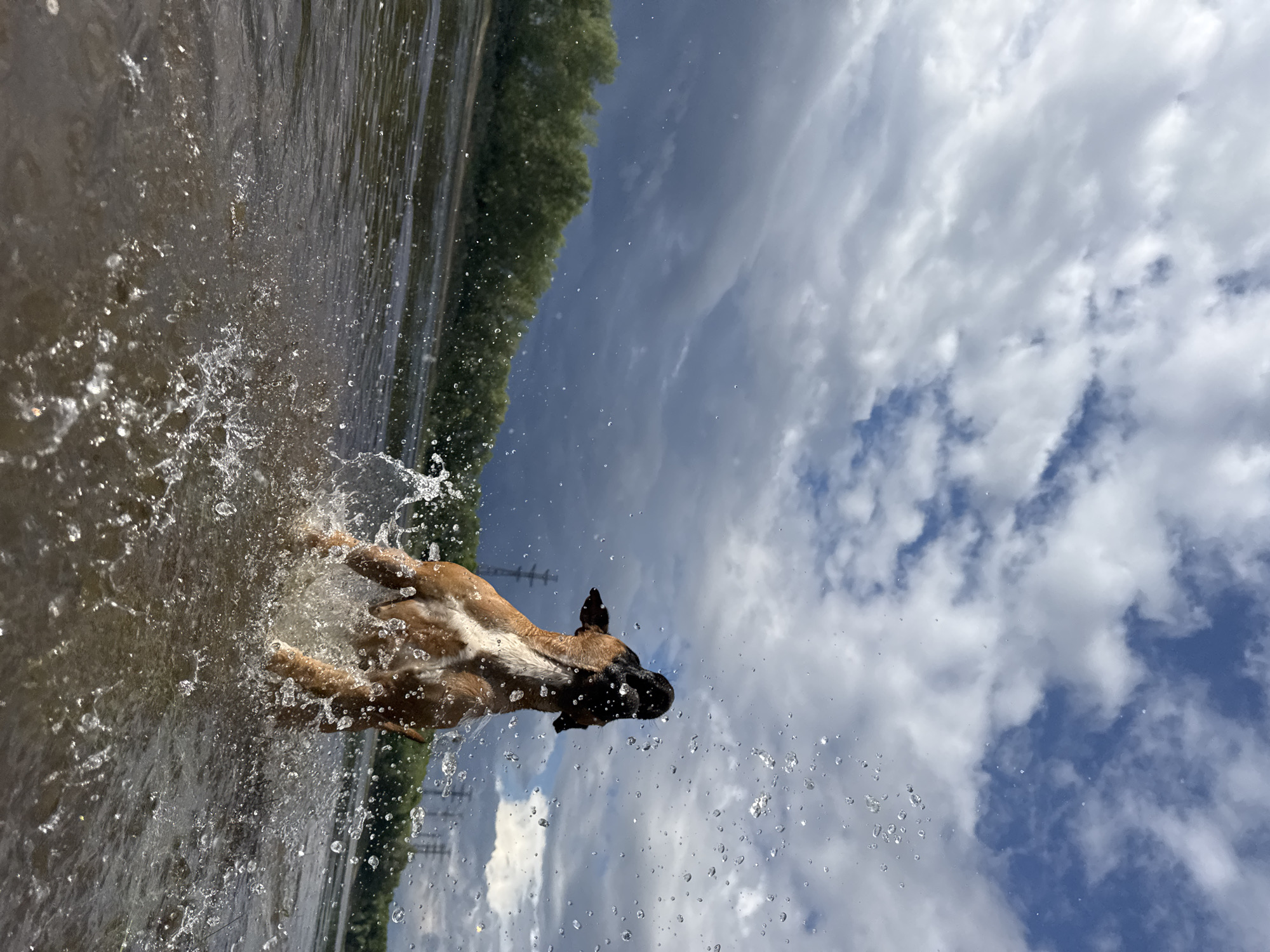 A boxer dog is energetically splashing in the Kama River near the city of Chaikovsky, Russia. The dog is mid-leap, with water flying around it. The riverbank is lined with trees, and the sky is filled with dramatic clouds, suggesting a stormy or changeable weather pattern. Power lines are visible in the distance.
