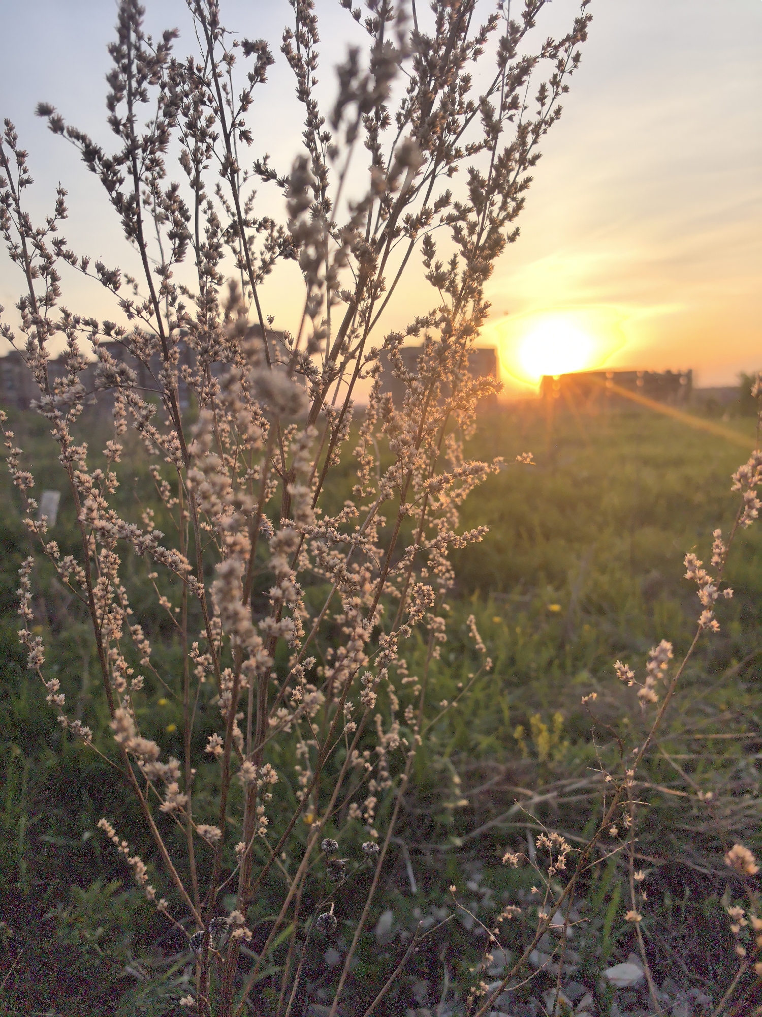 The photograph depicts a close-up view of a plant with small, off-white flowers against a backdrop of a setting sun in Фролы, Russia. The sun is low on the horizon, casting a warm orange glow across the sky and the surrounding landscape. A building or structure is silhouetted against the sun's glare. The ground is covered in green grass and vegetation. The plant is in focus in the foreground, its delicate branches and flowers illuminated by the sunlight.