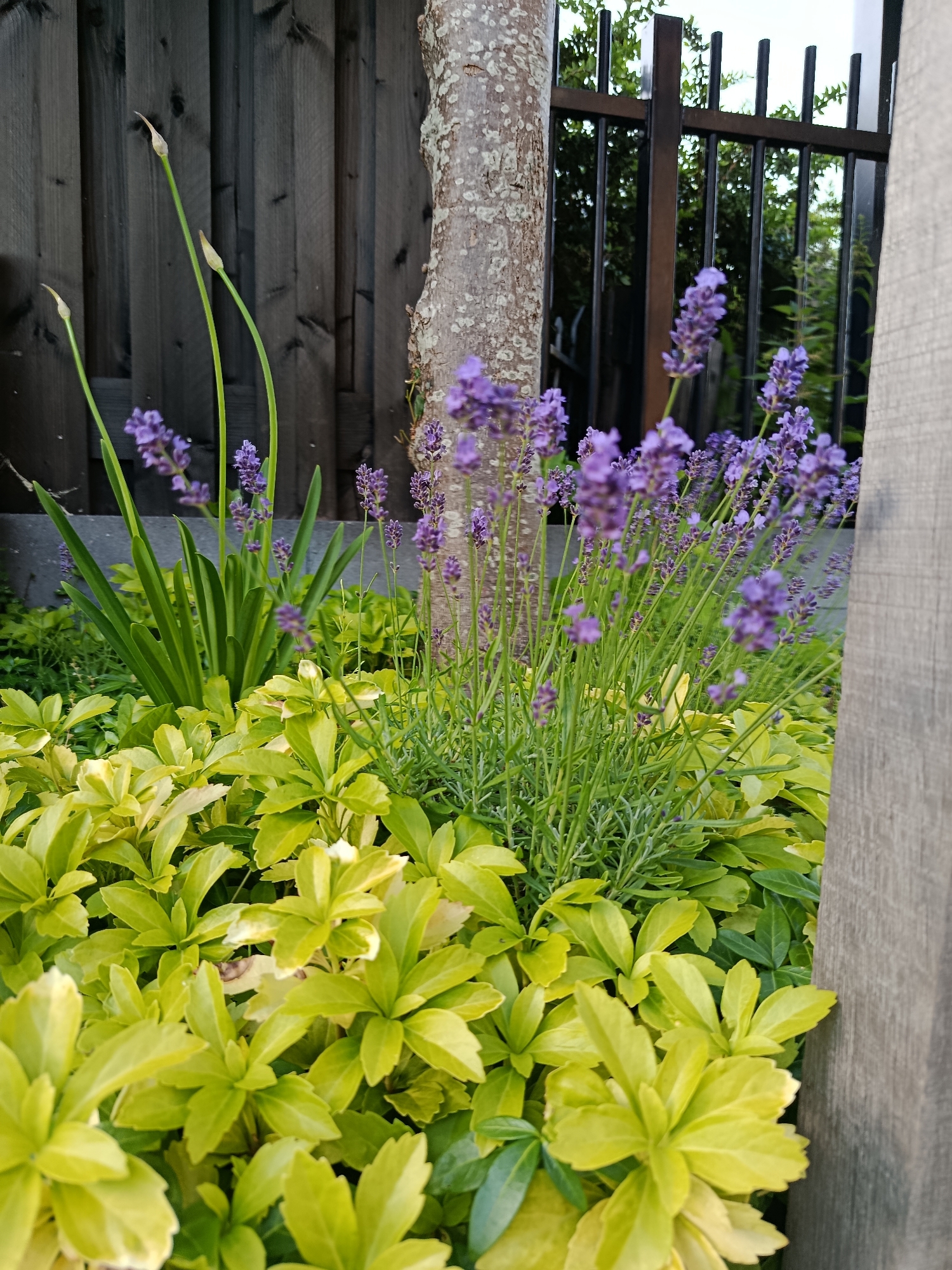 A close-up, eye-level outdoor shot captures a garden scene. In the foreground, bright yellow-green foliage dominates, its leaves clustered tightly. Behind this, a cluster of purple lavender flowers stands tall on slender green stalks, some in bloom and others with developing buds. To the left, several tall, thin green stalks with pointed tips emerge from the greenery, their purpose unclear. A rough-barked tree trunk is visible on the right, partially obscuring the view of a dark metal fence in the background. Beyond the fence, greenery and an out-of-focus landscape are visible, suggesting a suburban or residential area. The lighting suggests it is daytime, with soft light illuminating the scene.