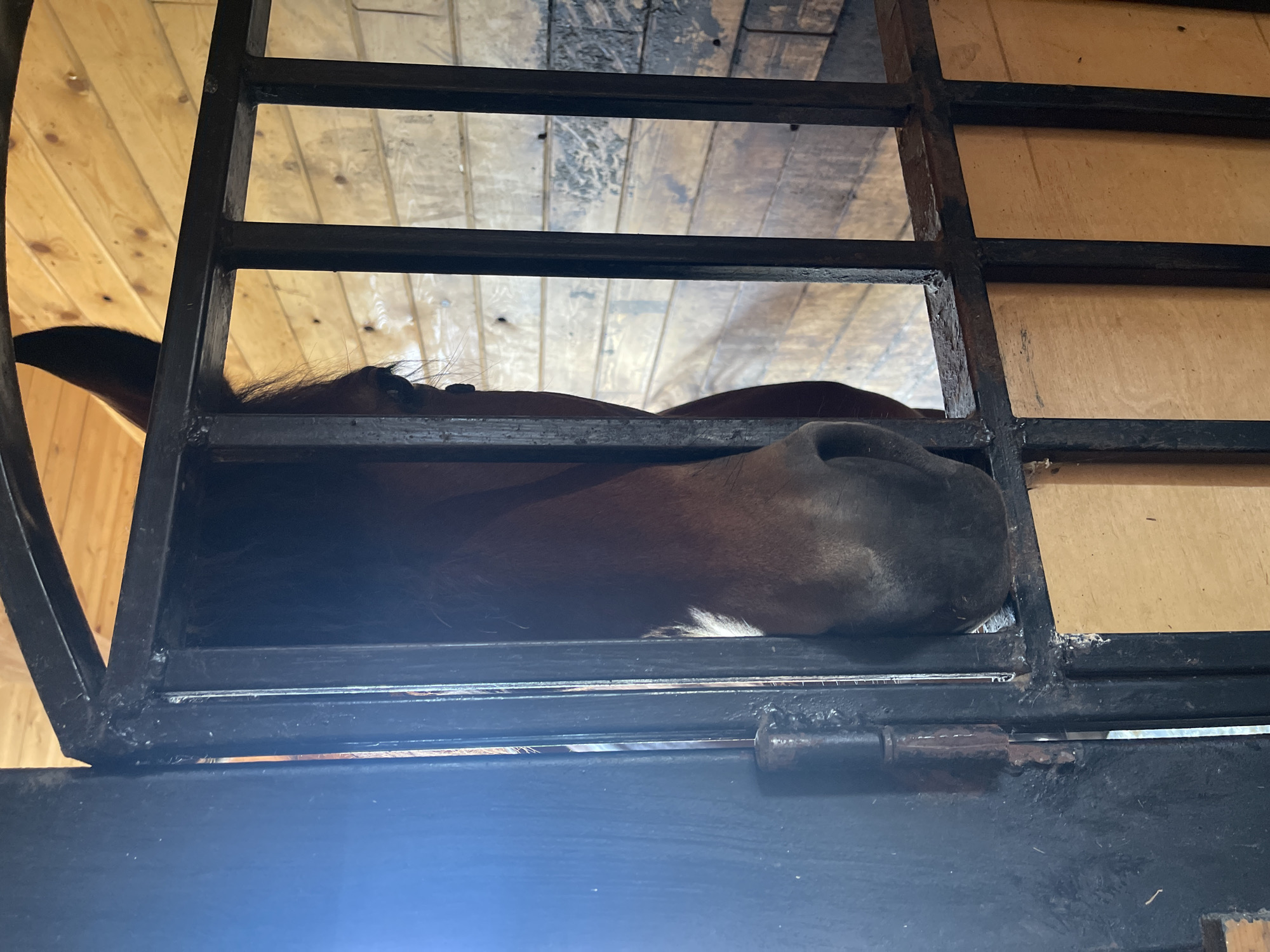 A brown horse peeks its head through the bars of a stall, which is made of black metal and dark wood. The stall is inside a barn, with wooden walls and a wooden ceiling. The horse has a white marking on its muzzle. The image is taken from a low angle, looking up at the horse.