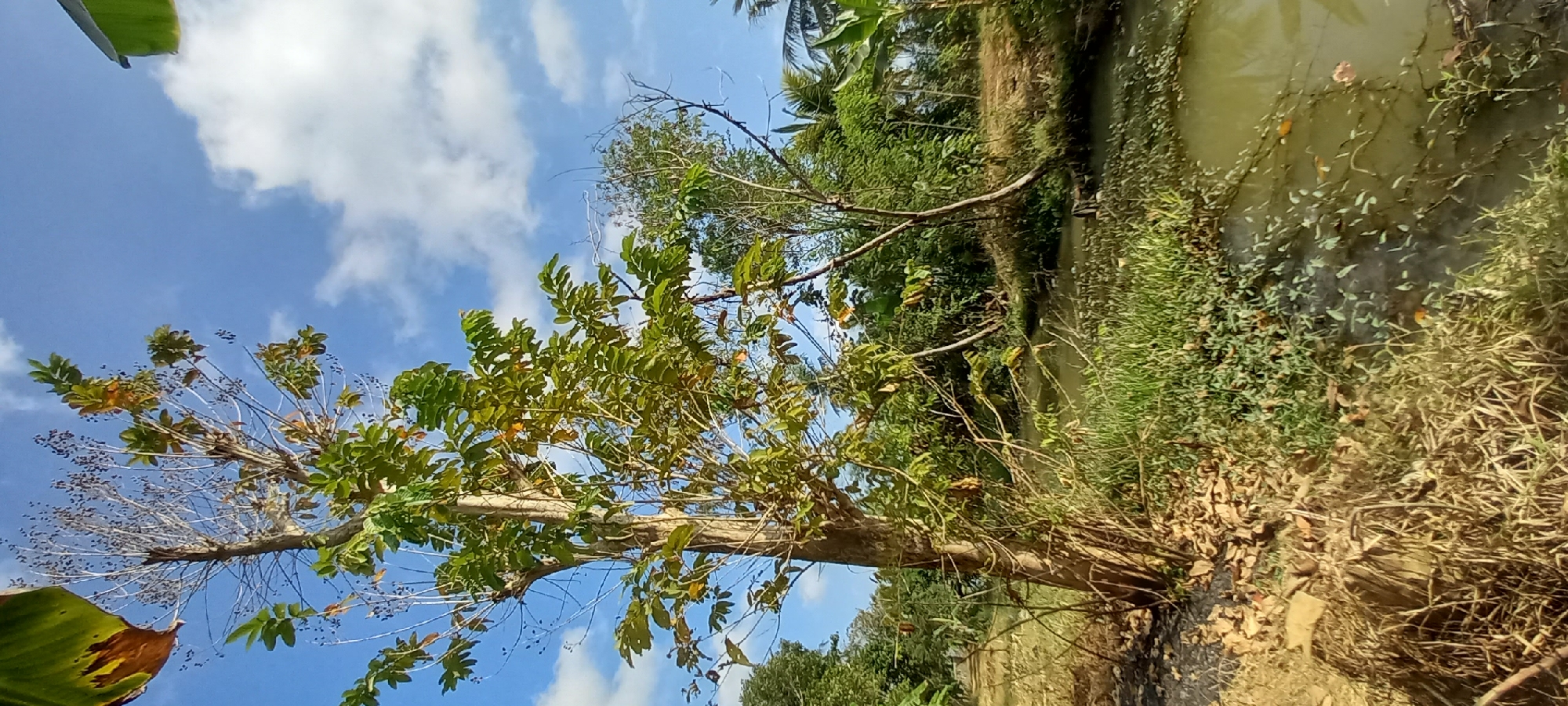 The image depicts a natural scene in Sidamulya, Indonesia, featuring a tree with green leaves and dry branches standing near a body of murky water. The sky above is blue with scattered white clouds. Lush green vegetation, including grass and other plants, lines the banks of the water. The ground near the tree is covered with dry leaves and soil. The overall impression is one of a tranquil, undeveloped rural landscape. There are no people or animals visible in the image.