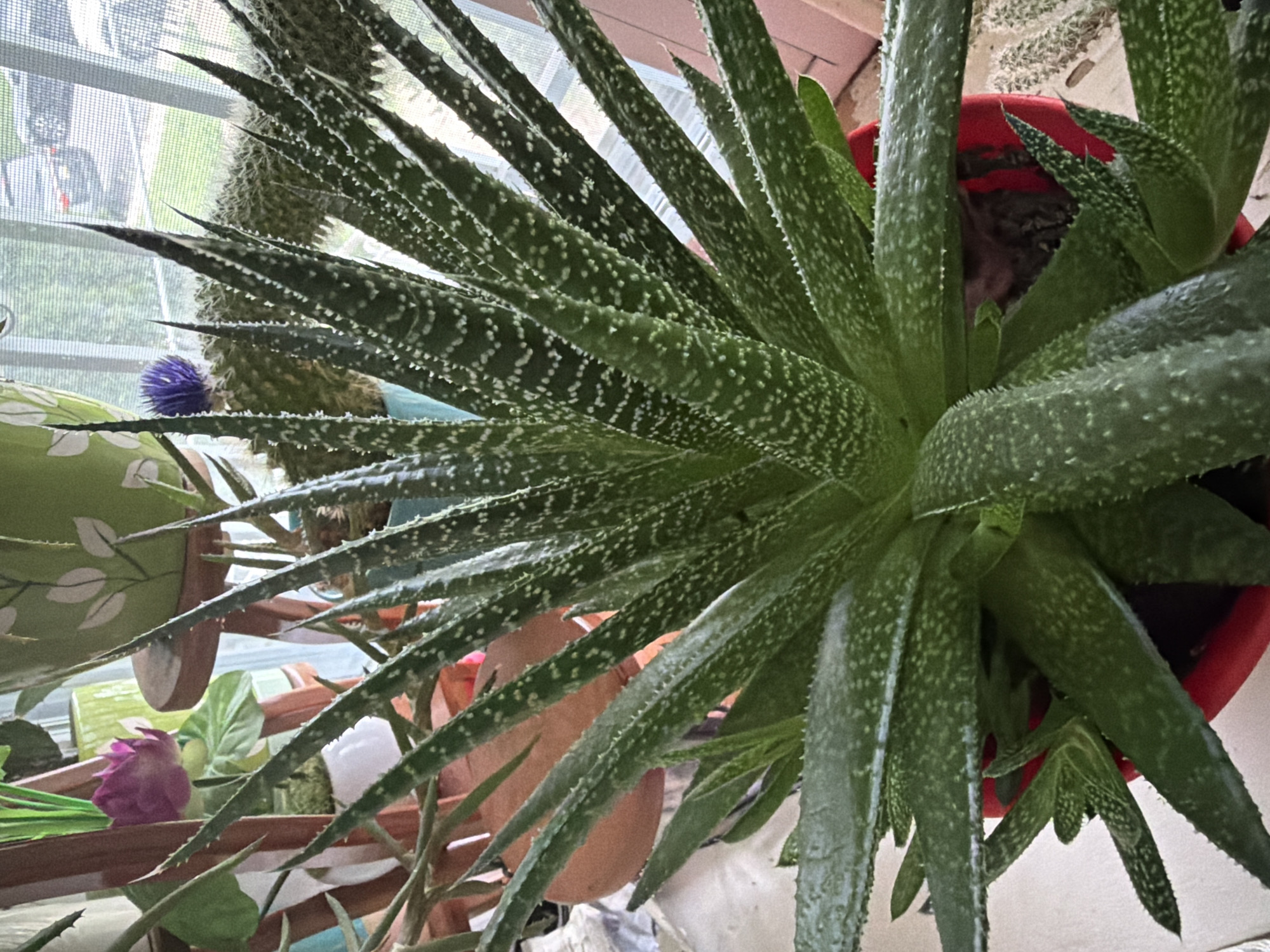 A close-up, eye-level shot captures a vibrant green succulent plant, likely an aloe vera, situated in a bright red pot. The plant's pointed, lance-shaped leaves are densely packed and feature distinct white speckles. The succulent's sharp, serrated edges are clearly visible. Behind the main plant, a slightly out-of-focus background reveals a collection of other plants, including a purple flower and a prickly cactus. The scene is illuminated by natural light streaming from a window covered by a sheer curtain, suggesting an indoor setting, possibly a home or greenhouse in Philadelphia, Pennsylvania, United States. The overall impression is one of a lush, well-cared-for plant collection.