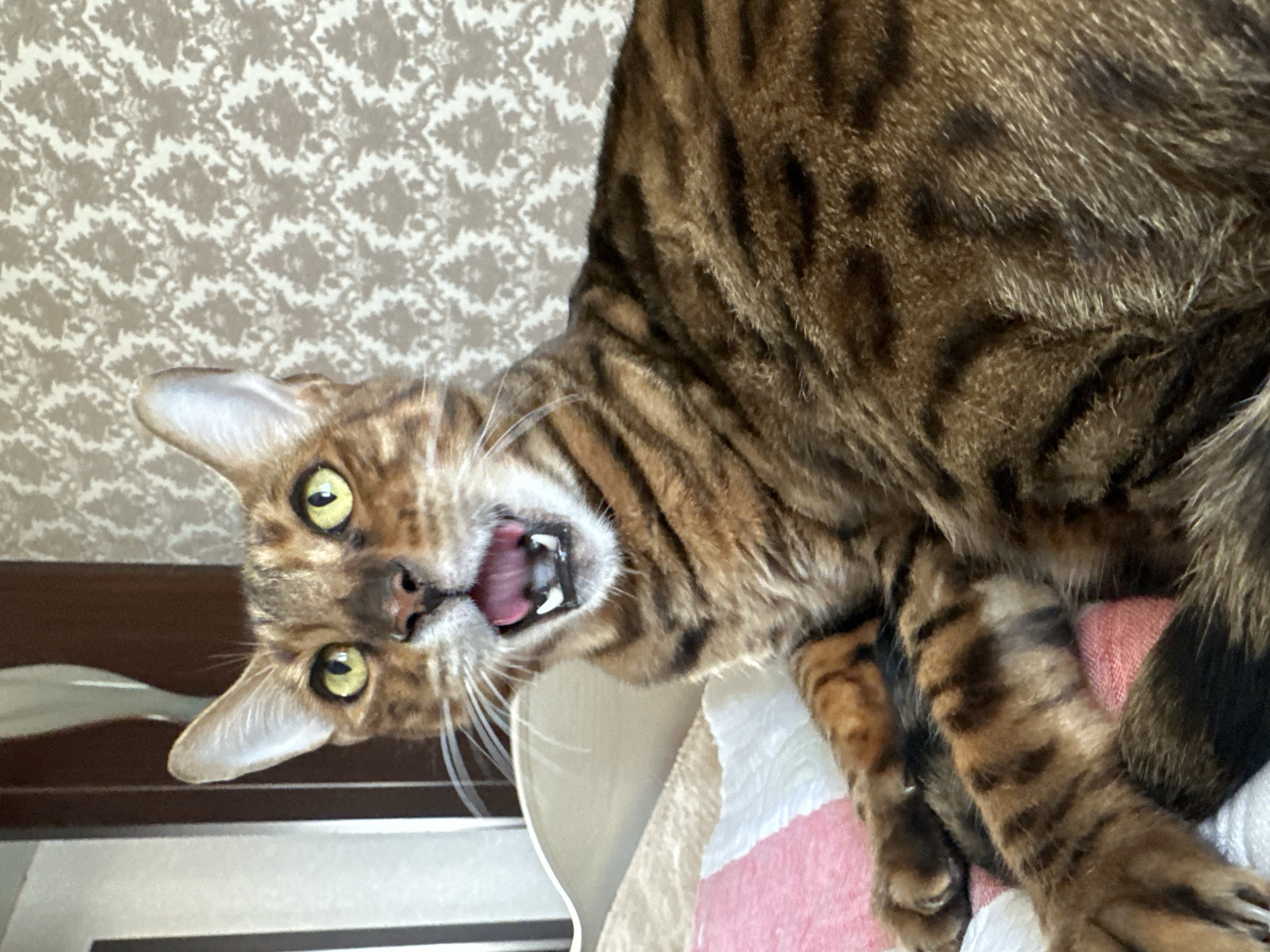 A close-up, eye-level shot shows a Bengal cat with bright yellow eyes and an open mouth, appearing to yawn or meow. The cat has characteristic brown and black spotted fur and is lying on a patterned surface. Behind the cat, a wall with a textured damask pattern is visible. The lighting suggests an indoor setting, possibly a bedroom. The location is specified as Energetik, Russia.