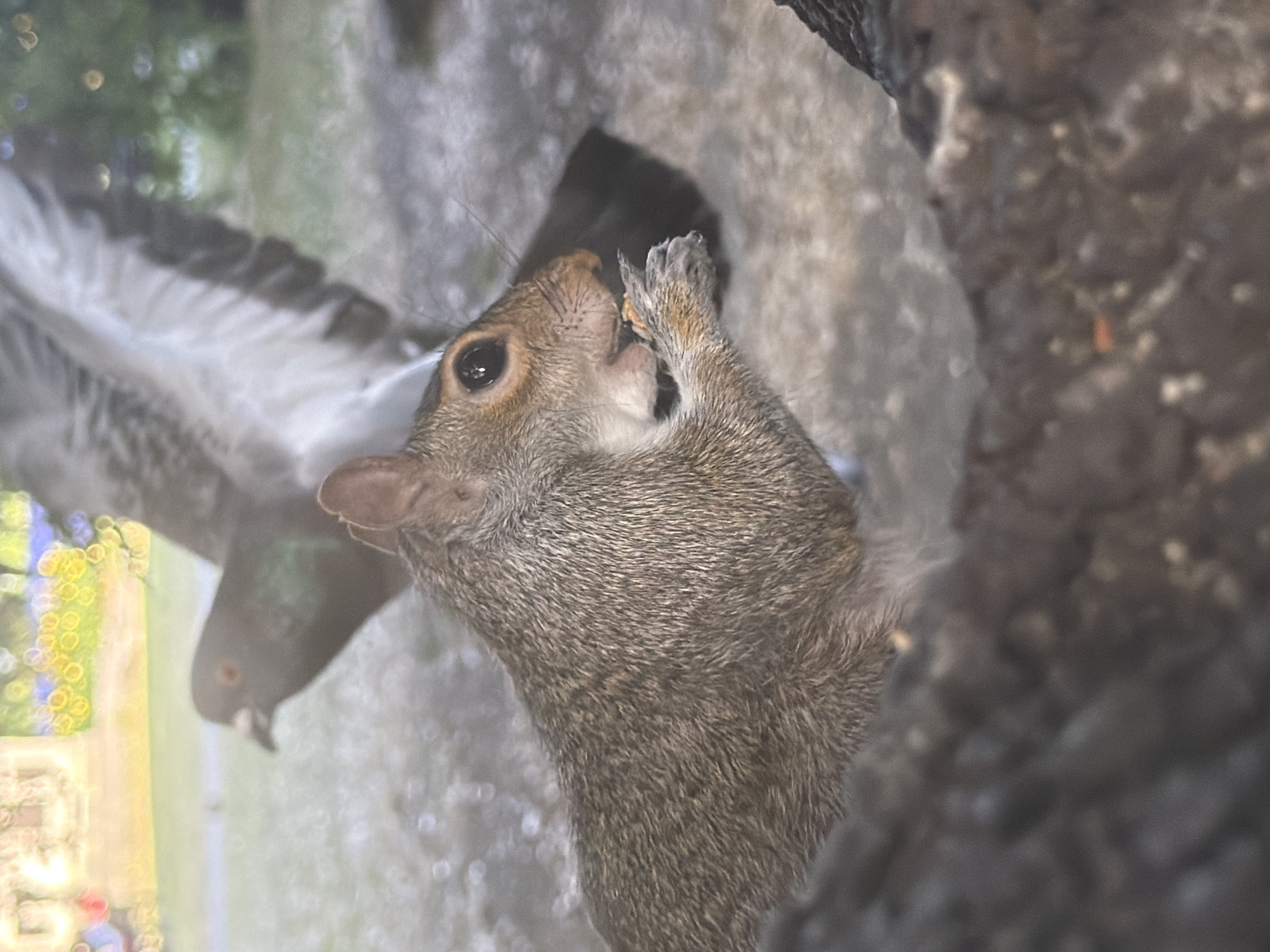 A close-up shows a grey squirrel perched on a rock or a ledge. The squirrel is holding a nut or a piece of food with its front paws and eating it. The background is blurry, but it appears to show a pigeon with its wings spread and a park setting with grass and trees. The location is likely in London, United Kingdom.