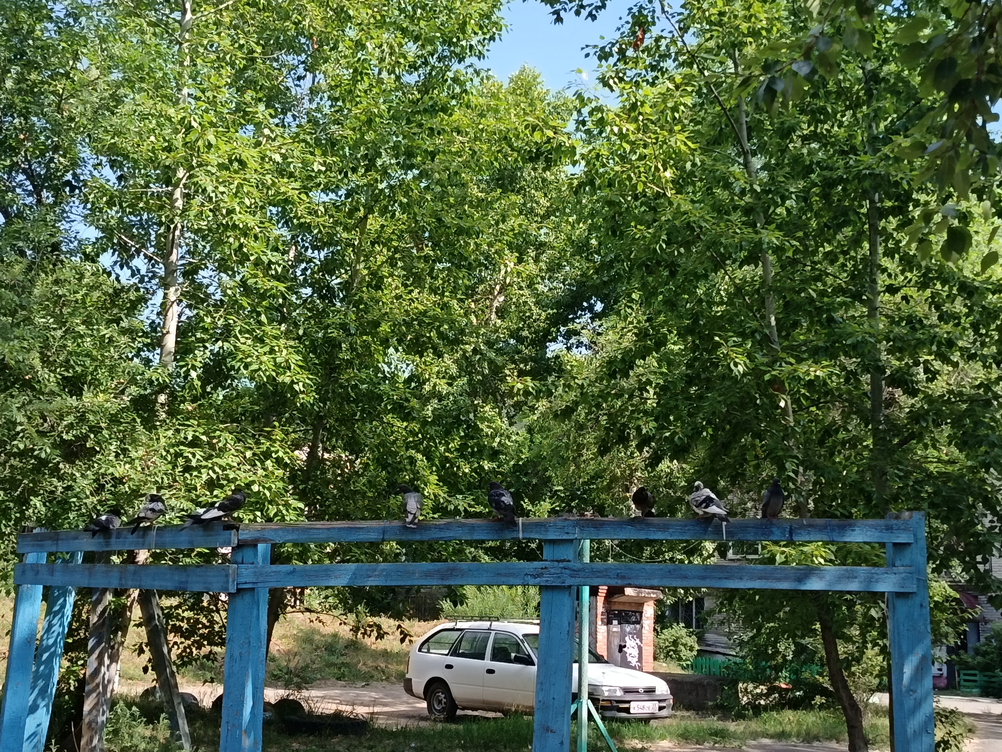 A medium shot captures a sunny outdoor scene dominated by lush green trees and a bright blue wooden structure in the foreground. Several pigeons are perched on the horizontal beams of the blue structure, which appears to be part of a playground or outdoor seating area. To the right, a white station wagon is parked on a dirt path. In the background, a brick building with a green roof is visible, along with other trees and foliage. The sky is clear and blue. The scene suggests a typical day in a residential area of Komsomolsk-on-Amur, Russia, likely during the summer.