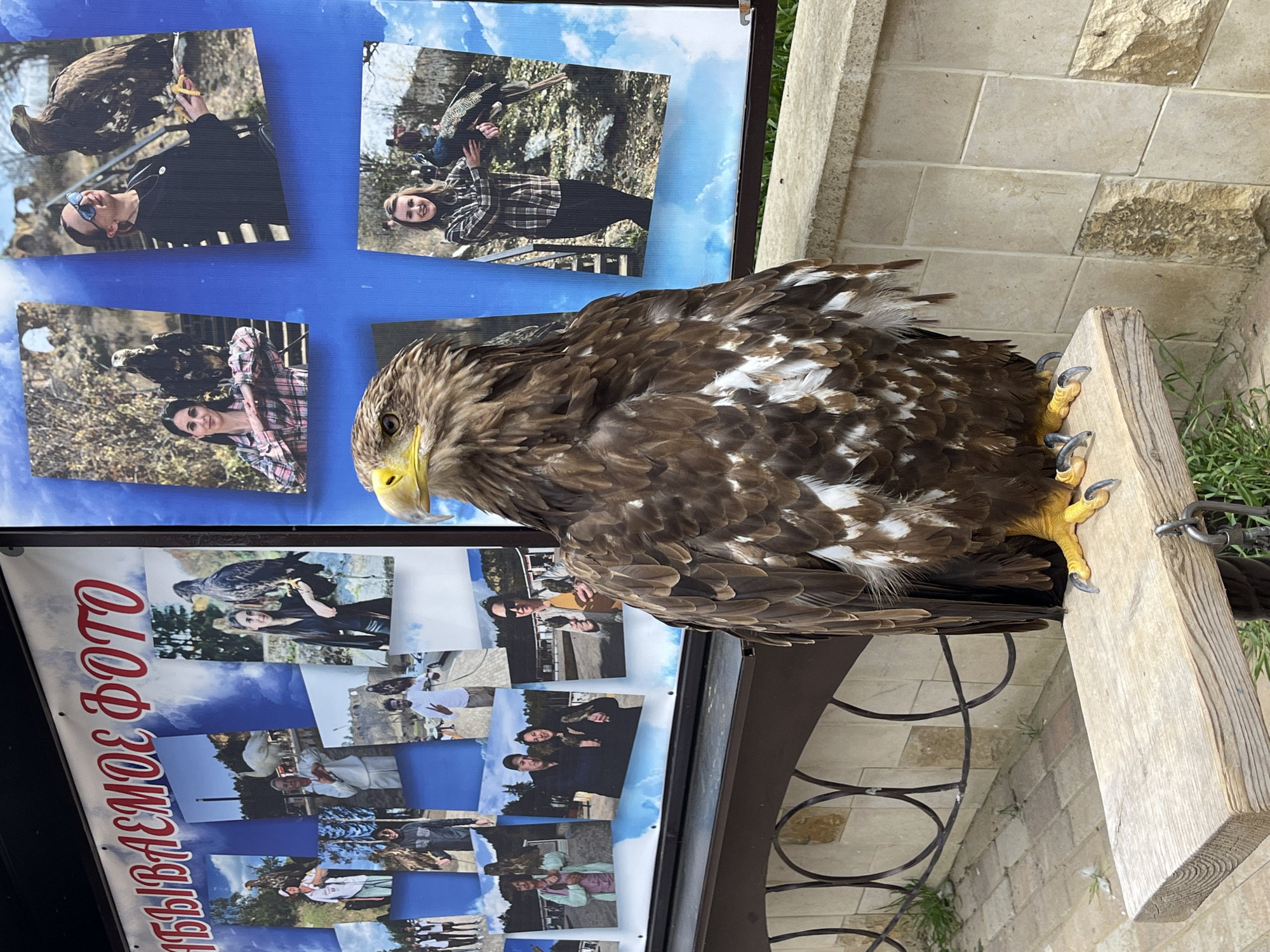 A brown eagle with white spots is perched on a light-colored wooden ledge next to a sign with images of people posing with eagles. The sign is written in Russian and translates to "PHOTO - We photograph with an eagle". The eagle is chained to the ledge. The background includes a wall made of light-colored stone and the edge of a dark iron railing. Based on the writing on the sign, the photo was taken in Мирный, Russia.