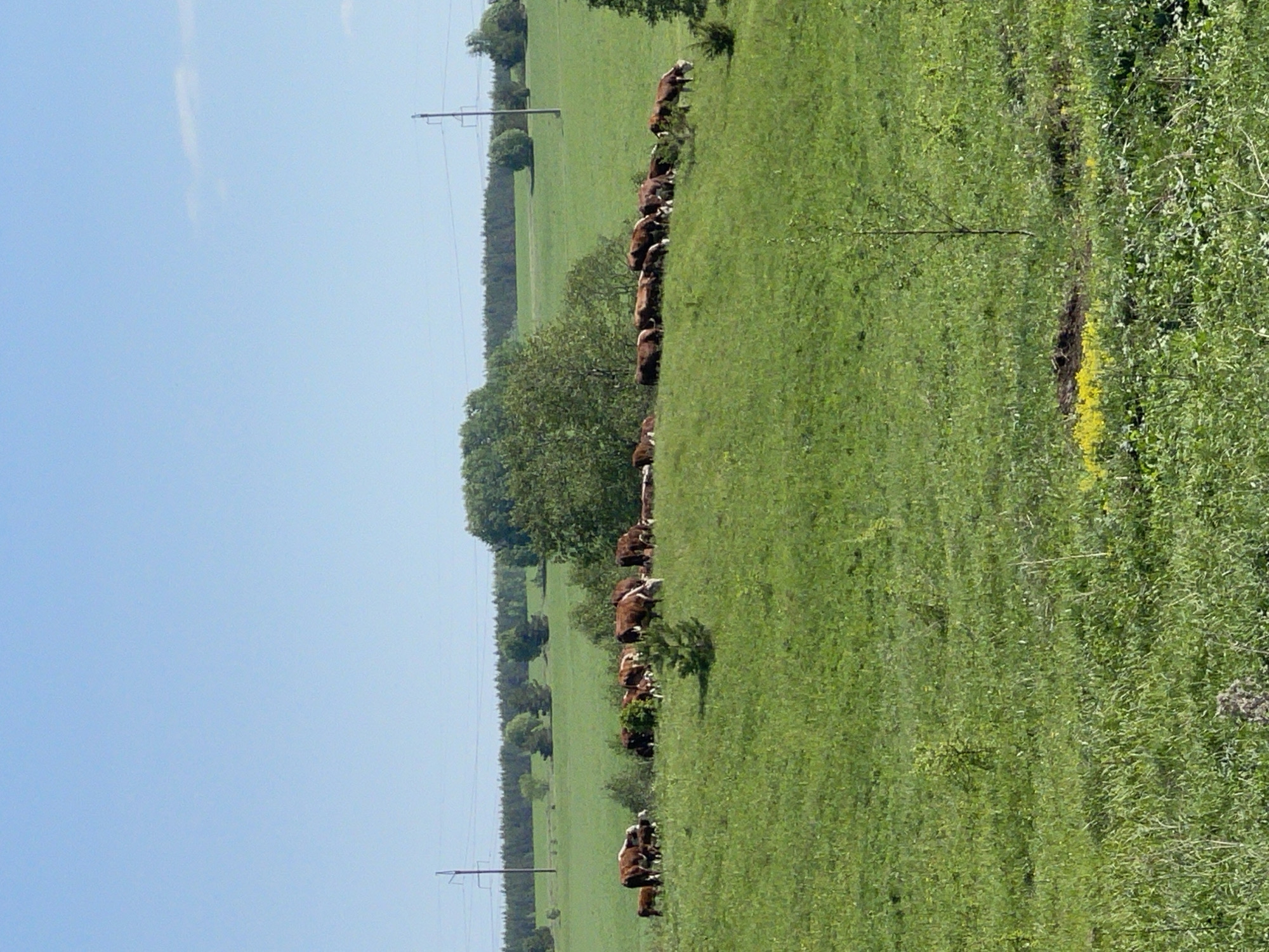 The image depicts a rural landscape in Перевозное, Russia. A large group of brown and white cows graze in a lush green field. A line of trees runs along the edge of the field, and a clear blue sky is visible above. Power lines stretch across the sky, running parallel to the treeline. A dense patch of vegetation is on the right side of the image.