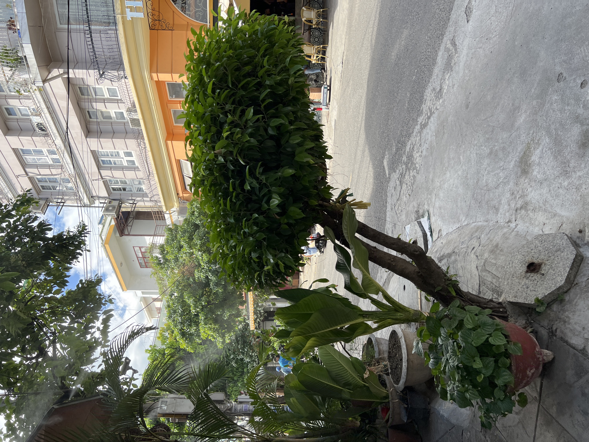 The image depicts a street scene in Nha Trang, Vietnam, characterized by urban elements and lush vegetation. In the foreground, a grey concrete sidewalk curves around a large, bushy green tree. To the left, several potted plants, including large-leafed specimens and a smaller plant in a red pot, are visible. A smaller tree with a brown trunk grows from a similar concrete planter.
Behind the foreground vegetation, a paved street stretches into the background. The street is bordered by buildings, including a multi-story building with light pink and orange facades. The building features balconies with ornate railings and numerous windows. The orange section of the building has an arched entryway. In the distance, other buildings and trees are visible under a partly cloudy sky.
Several individuals are present in the mid-ground and background. Two people in blue shirts are walking on the street. Another person is near a small cart. Further in the background, people are seated at tables and chairs outside what appears to be a cafe or restaurant.
The overall impression is a vibrant street scene, likely in a commercial or residential area, where nature and urban life coexist. The presence of mist or steam in the air, particularly around the foliage on the left, suggests either a humid climate or an artificial misting system.
