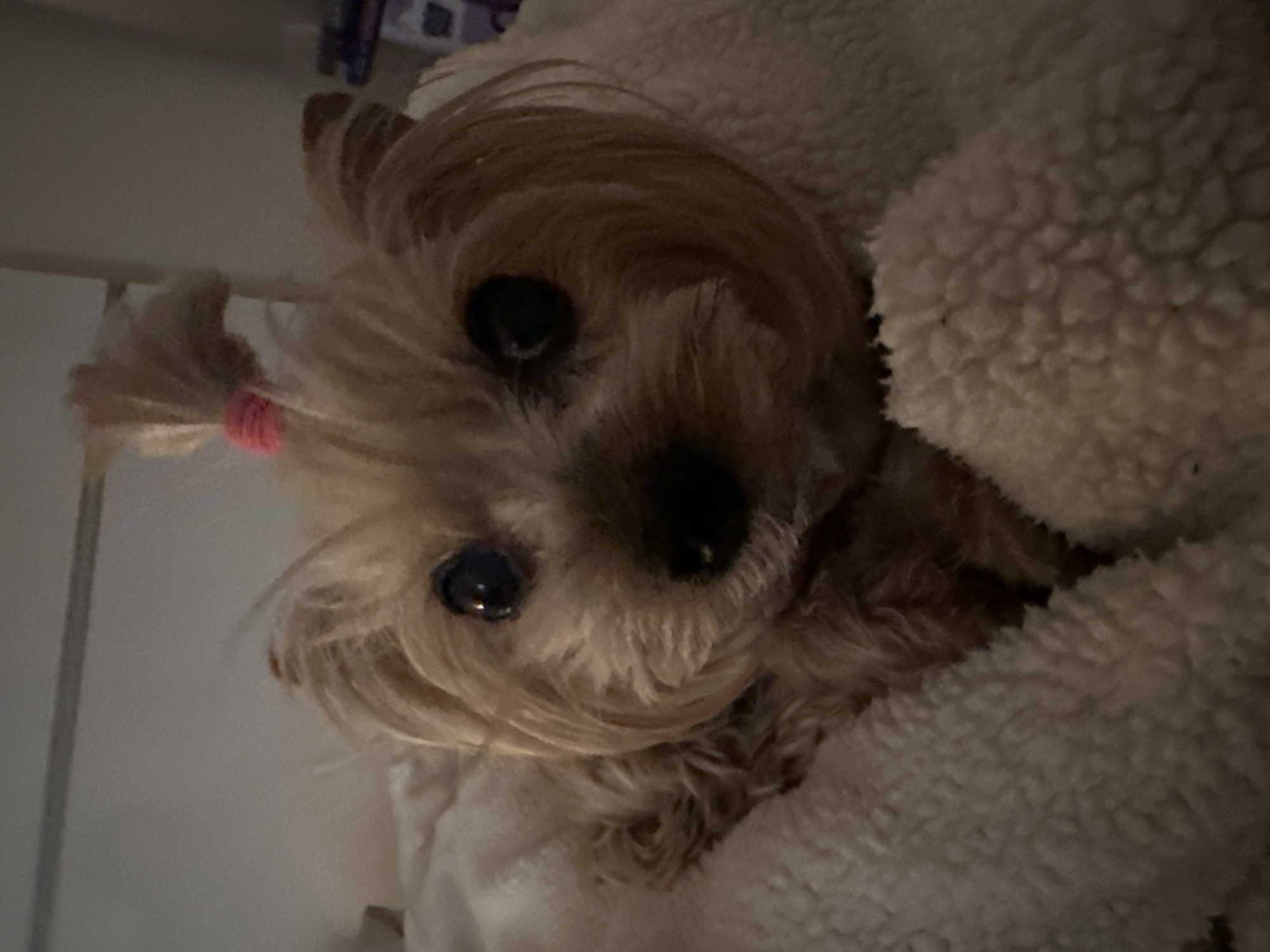 A small, light-brown dog with dark eyes is partially visible, nestled in a fluffy, light-colored blanket or fleece material. The dog has hair tied in a small ponytail with a pink hair tie. The background appears to be a plain white wall or door. The location is not determinable from the image, thus it can't be set in Sofia, Bulgaria.