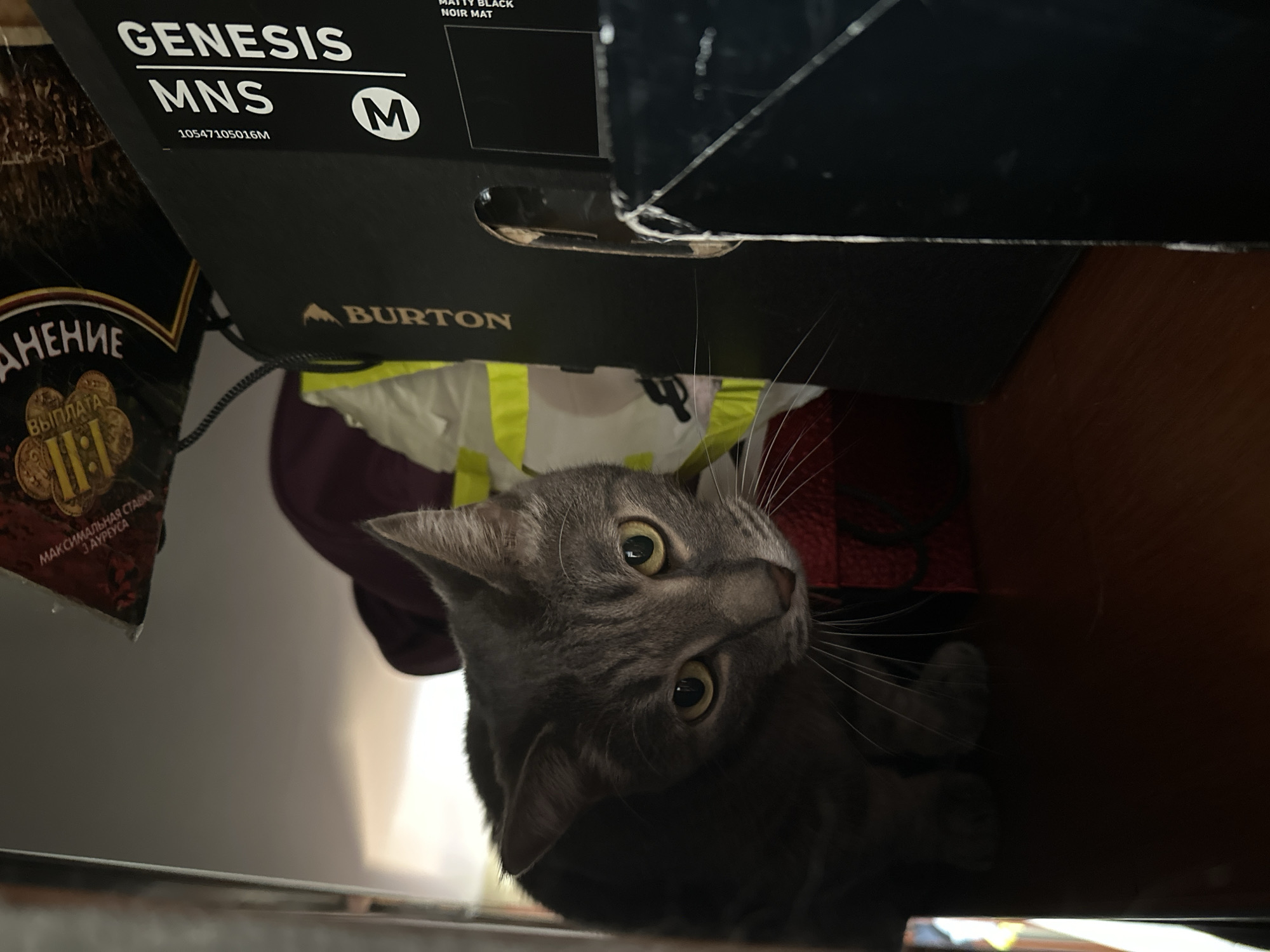 A gray cat is peering out from under a black box. The box has "GENESIS," "MNS," "M," and "BURTON" printed on it. Part of a box labeled in Russian "MAKSIMALNAYA STAVKA 3 AYREUSA" is also visible. The background contains hints of colorful objects. The scene is indoors. The location in Krasnoyarsk, Russia cannot be determined from this image alone.