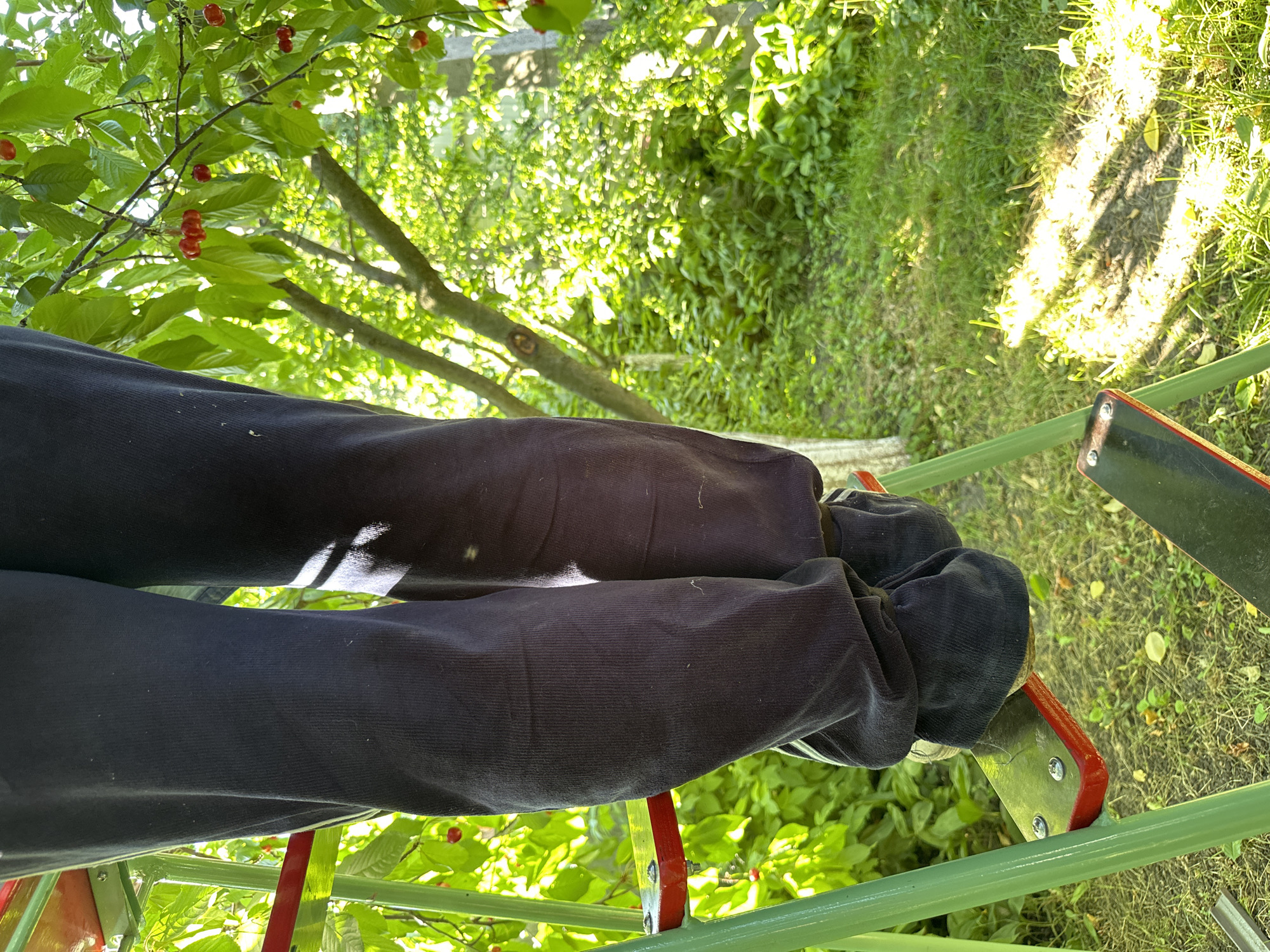 A person is standing on a green metal ladder with red steps in a grassy outdoor area. The person is wearing dark navy pants. Cherry trees with red cherries and green leaves are visible in the background. Sunlight filters through the leaves, creating dappled patterns on the ground.