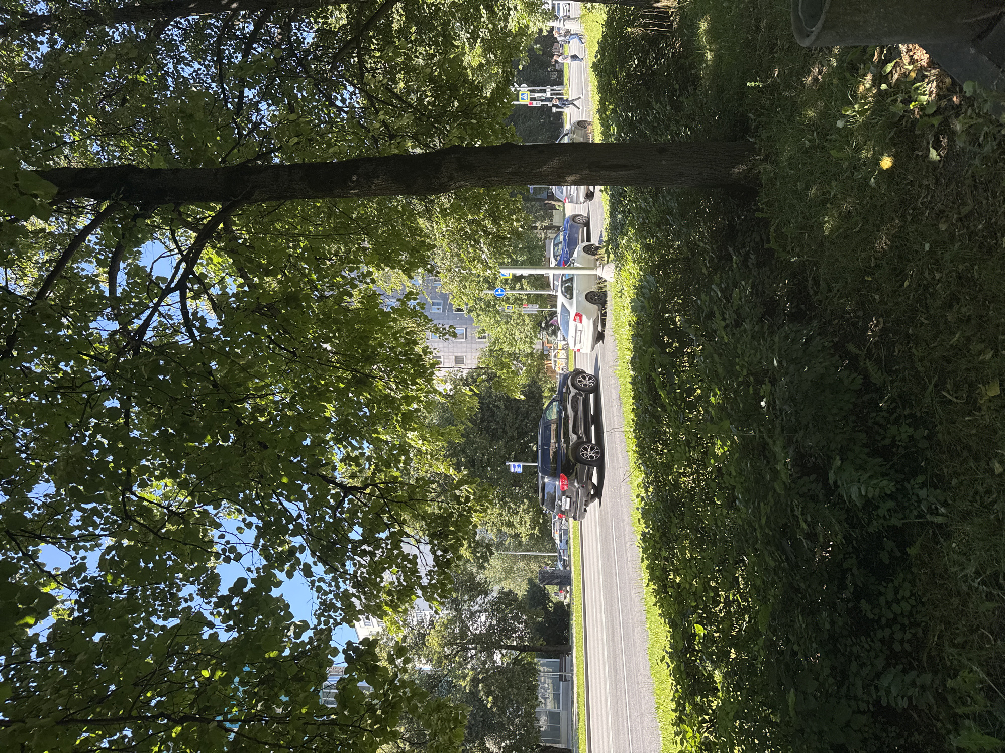 The image depicts a sunny day on a city street in Zelenograd, Russia. In the foreground, lush green foliage from trees shades the scene. A well-maintained, manicured hedge borders a grassy median strip. Beyond the hedge, a paved road runs horizontally, with several cars driving on it. A black SUV is prominent in the middle lane. On the opposite side of the road, buildings of residential or office blocks are visible, interspersed with more trees. Pedestrians can be seen walking on the sidewalk in the distance. The sky is a clear, bright blue.