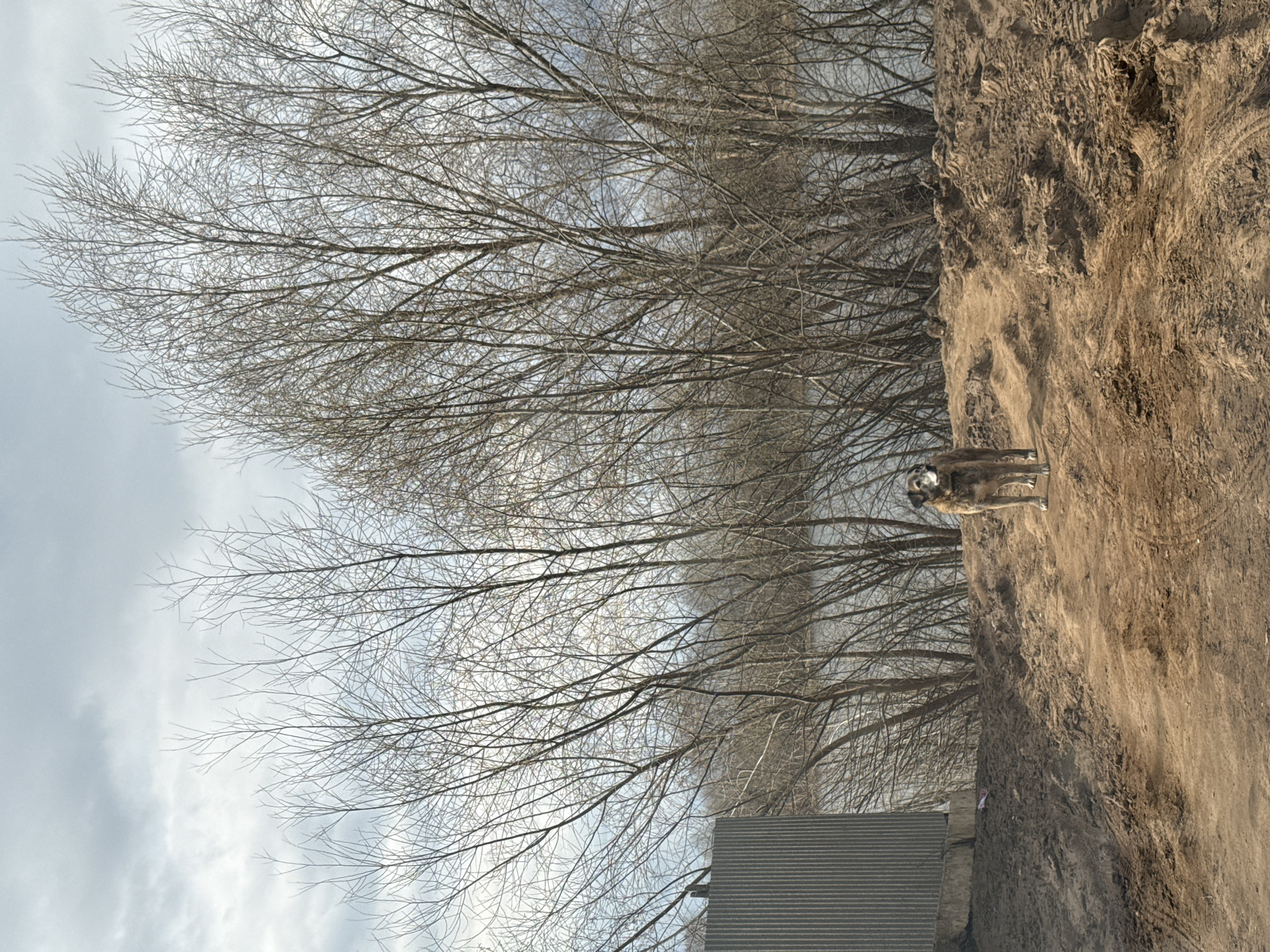 The image captures a scene in Chaikovsky, Russia, featuring a dog standing on a sandy bank. Behind the bank, there are bare trees, suggesting it might be late fall or winter. The sky is overcast with visible clouds. Below the trees and the bank, a corrugated metal structure is visible. The composition is rotated 90 degrees clockwise.