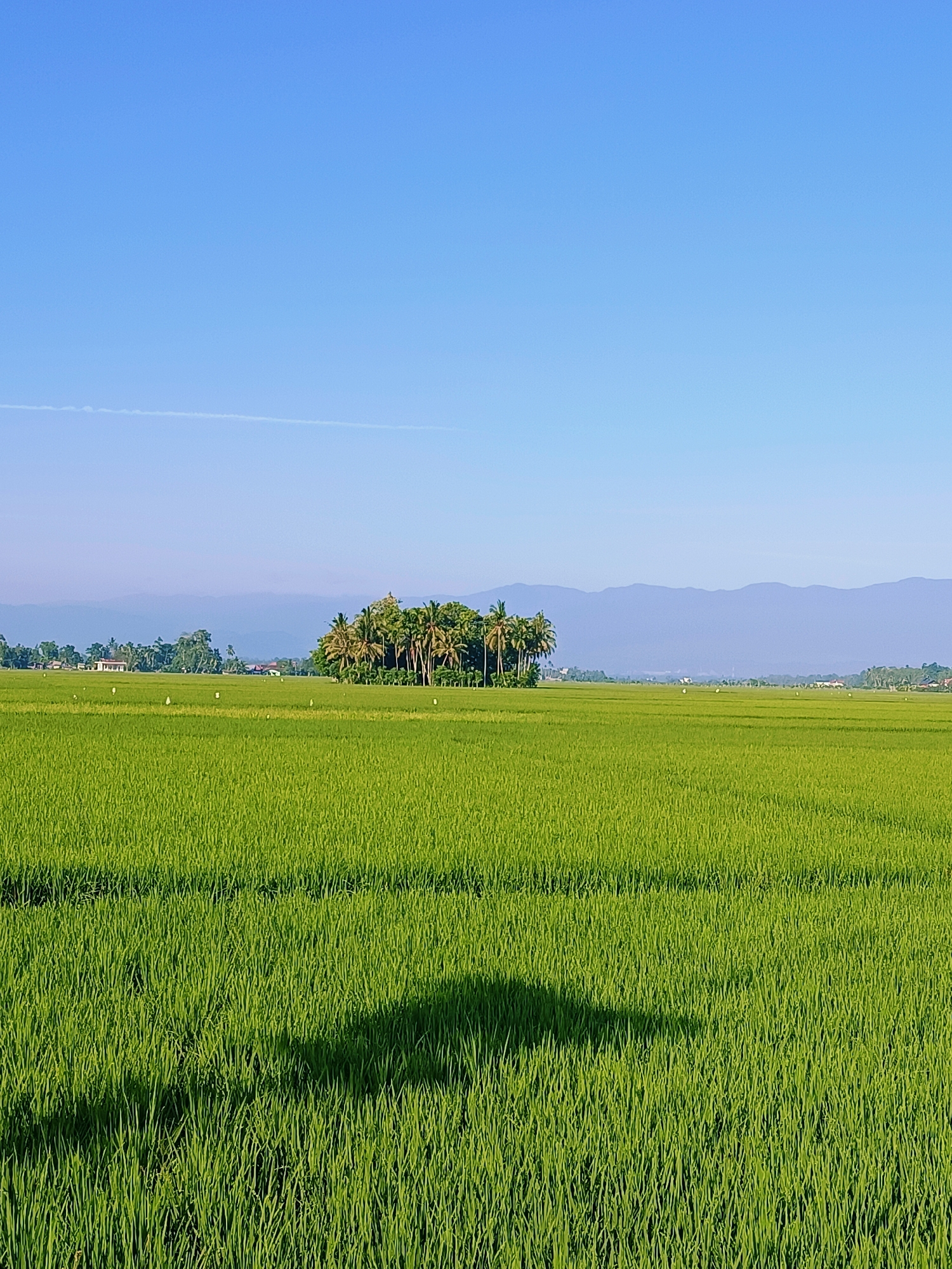 This is a vertical, eye-level, medium shot of a bright green rice paddy field in Blang Lilue, Indonesia. The sky is a clear, light blue with a faint contrail visible near the top. In the distance, a line of hazy, purple mountains forms the horizon. Closer to the foreground, a small cluster of lush green trees, including palm trees, stands out against the expanse of rice paddies. Several small, white objects, possibly scarecrows, are dotted throughout the field. The foreground of the image is dominated by the vibrant green stalks of the rice plants, with a distinct shadow cast across the lower right portion of the frame. The overall impression is one of rural tranquility and natural beauty.