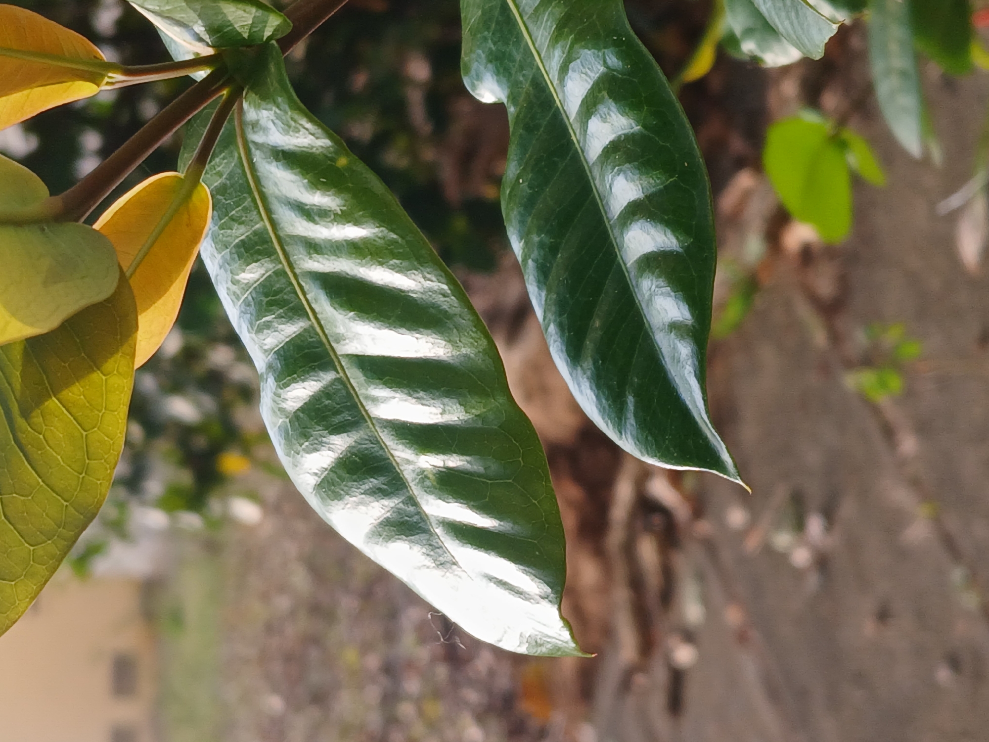 A close-up, vertically oriented photograph captures a vibrant section of plant foliage under bright sunlight. The main subjects are several leaves, showcasing a contrast in color and texture. On the left side of the frame, a segment of a brown stem extends horizontally, bearing a cluster of younger, lighter yellowish-green leaves. These leaves display intricate, visible venation patterns. To their right, two larger, mature dark green leaves dominate the center and right side of the image. These leaves possess a glossy surface, intensely reflecting direct sunlight, which creates prominent white highlights along their central veins and curved contours. The strong illumination emphasizes the smooth, waxy texture of the darker leaves. The background is heavily blurred, featuring soft patches of green, brown, and ochre, indicating an outdoor, natural environment such as a garden or shrubbery. The overall impression is one of lush plant life. The bright highlights suggest it is daytime, under sunny weather conditions. There is no activity depicted, nor any visible text or human presence. The scene is located in Ciudad Guayana, Venezuela.