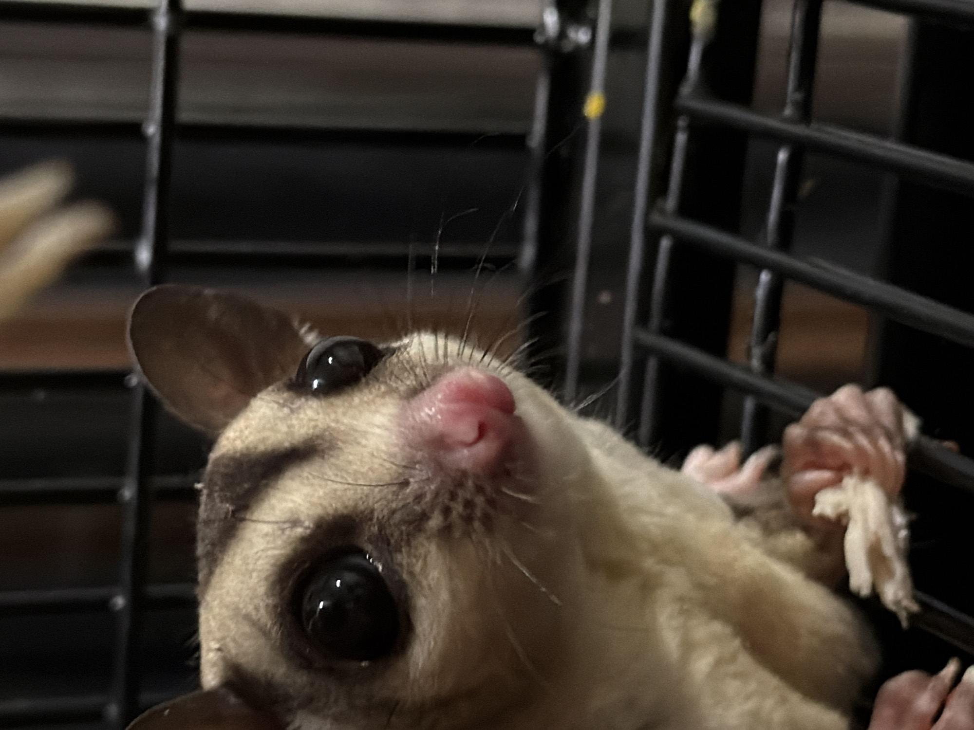 This is a close-up, eye-level, indoor shot of a sugar glider in a black cage. The sugar glider is light brown and tan with dark eyes and ears. Its nose is pink. The glider has its front paws holding a white food item. The background is blurred, showing vertical cage bars and what appears to be a blurry human hand in the upper right. There is no indication of Bangkok, Thailand in the image.