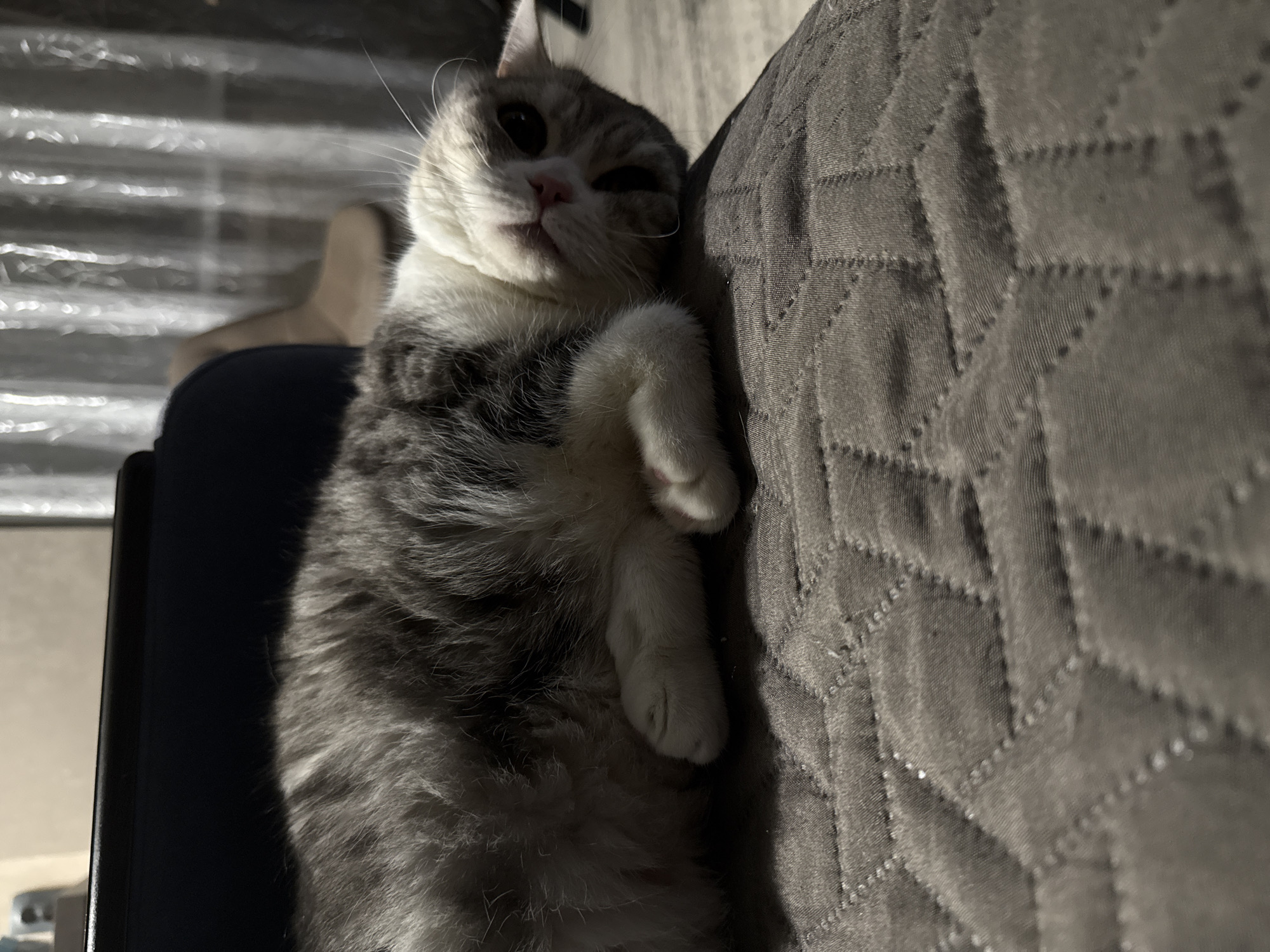 A grey and white cat is lying on its side on a grey quilted sofa. The cat's head is closest to the viewer, and it is looking toward the camera. The cat is resting on a chair next to the sofa. Light is coming from a window in the background. No information suggests the location is Chaikovsky, Russia.