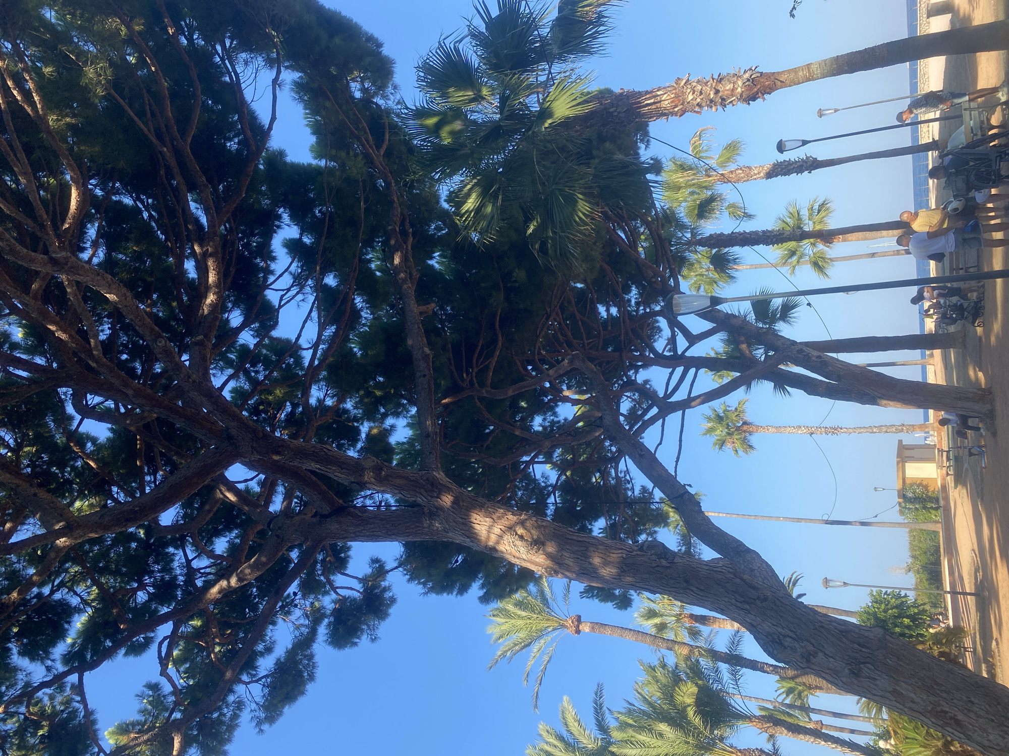 This image depicts a sunny outdoor scene in Antibes, France, likely during the day, with clear blue skies. The foreground is dominated by the thick trunk and branches of a large pine tree, with its needles casting shadows. To the right and behind the pine, several palm trees of varying heights are visible, their fronds catching the sunlight.
In the mid-ground, a paved area or pathway is lined with benches and streetlights. A small, light-colored building with a dark roof is situated near the pathway. Several people are present, appearing to be socializing or resting. One person is seated on a bench, while a small group stands together, some engaged in conversation. A mobility scooter is also visible near the seated individual. Beyond the pathway, a low wall or railing separates the area from what appears to be the sea or a body of water in the distance. The overall environment suggests a public park or promenade, typical of a coastal French city.