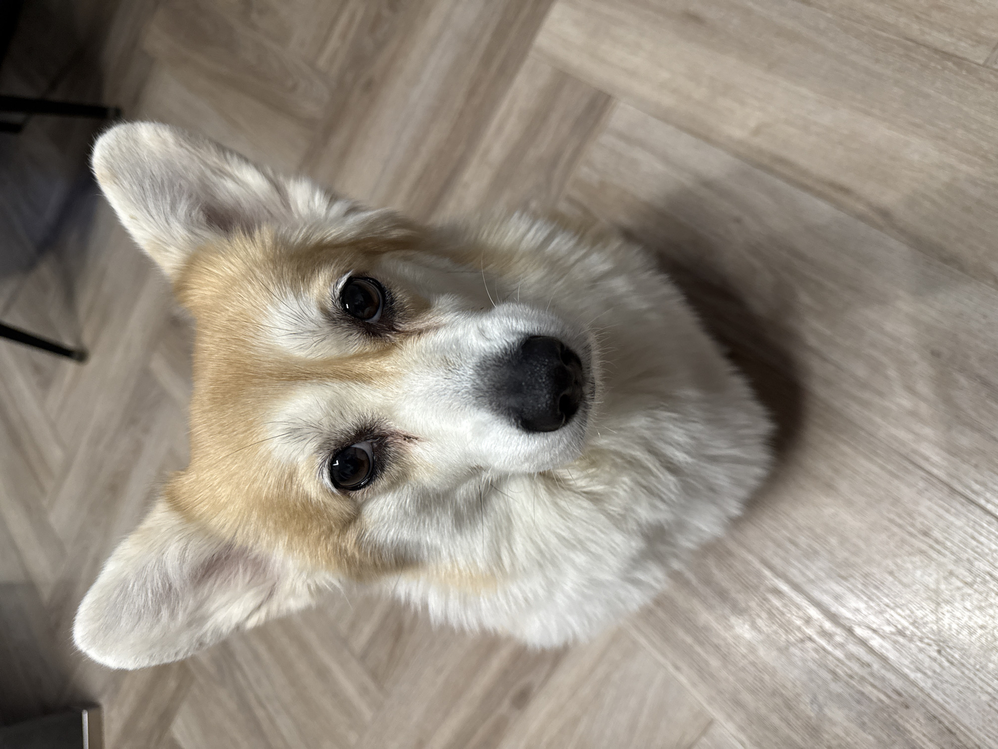 A close-up, high-angle shot focuses on a Corgi dog, likely indoors on a light-colored, wood-patterned floor. The dog's head is tilted upwards, directing its gaze towards the camera. The Corgi features a white and tan coat, prominent upright ears, and a black nose. In the background, a blurred dark-colored object, potentially a chair leg, is faintly visible on the left side of the frame. There is no specific indication of this image being in Krasnoyarsk, Russia.