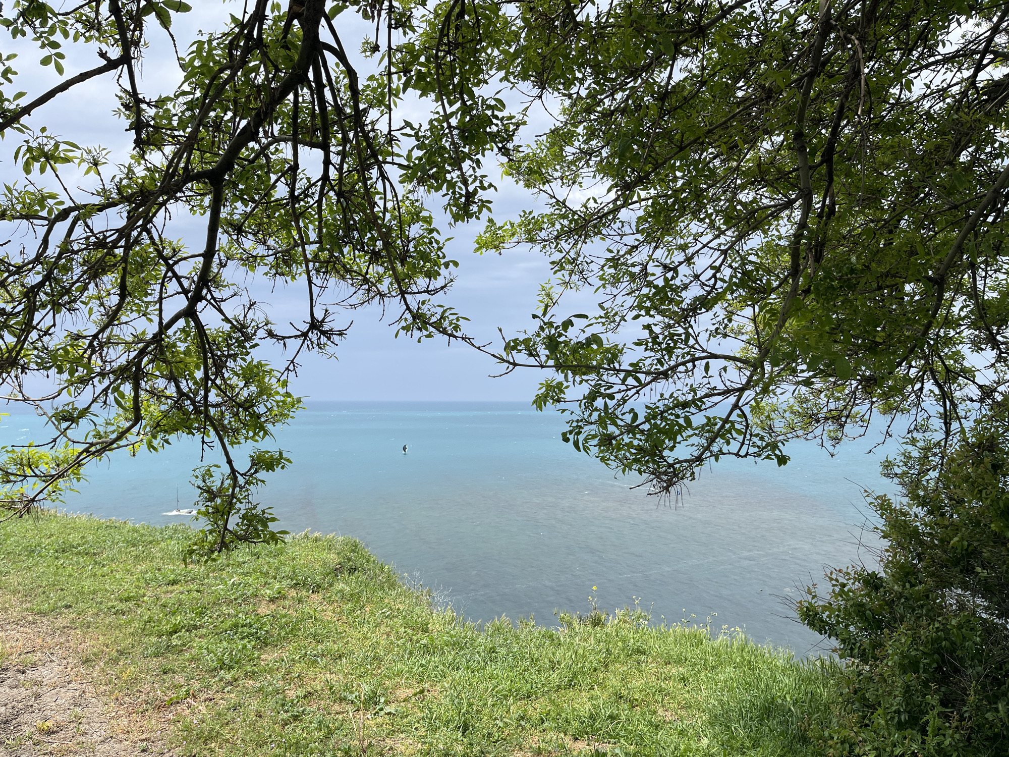 A scenic view of the Black Sea is captured from a grassy bluff in Anapa, Russia. The perspective is framed by tree branches in the foreground, forming an archway effect. The sea presents varied shades of blue and gray, reflecting the overcast sky. A lone windsurfer is visible in the distance. The bluff is covered in green grass, with some exposed dirt patches closer to the viewing point. Additional greenery, potentially shrubs, occupies the right side of the frame.