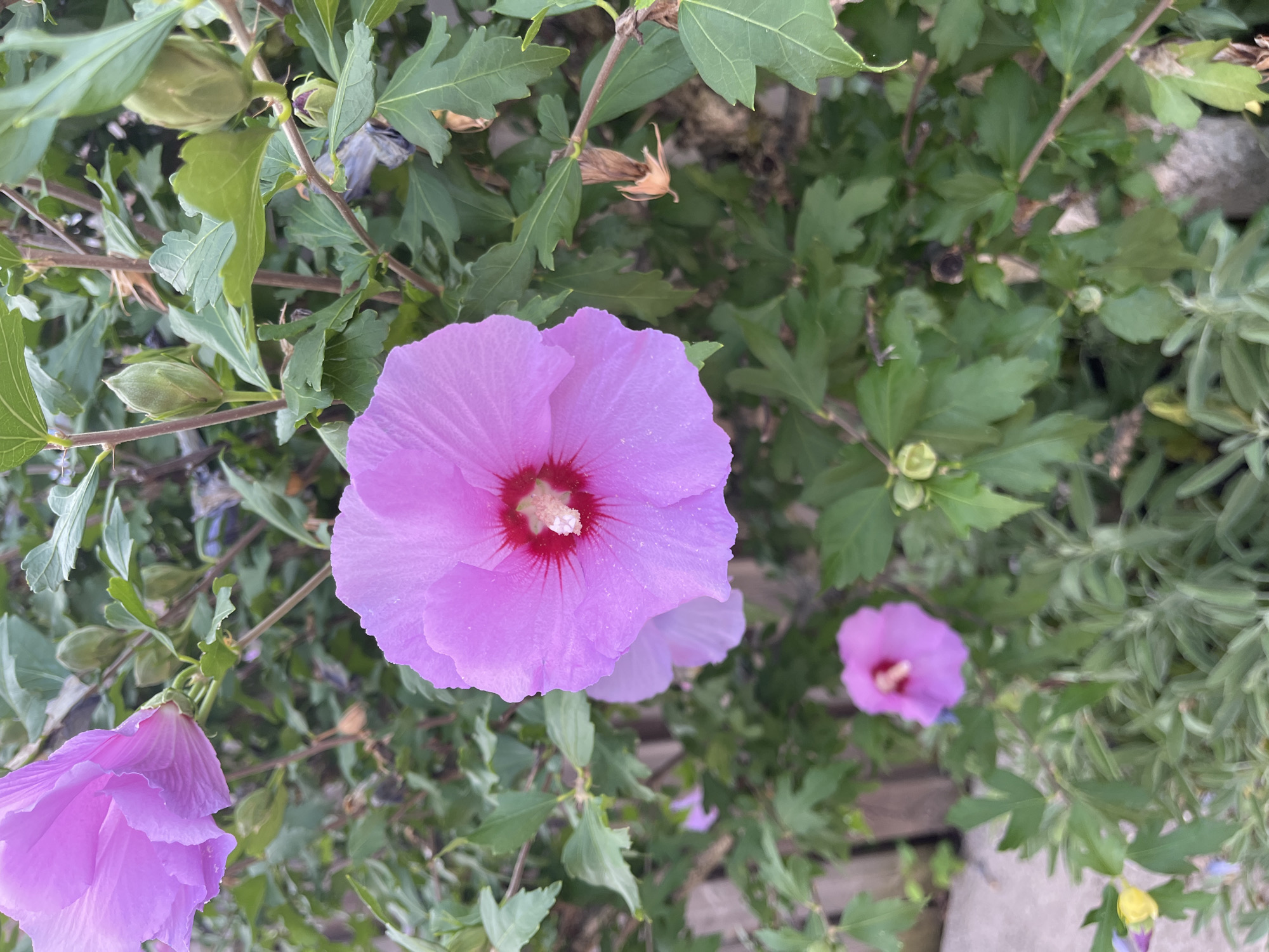A close-up, eye-level shot captures several vibrant pink hibiscus flowers and green foliage. One large, fully bloomed hibiscus flower is prominently featured in the center, its delicate petals a soft lavender-pink with a deep red center and a light-colored stamen. To its upper left, another large hibiscus bloom is partially visible, its petals unfurled. In the lower portion of the frame, a smaller, less distinct pink hibiscus flower is in focus, with another in the far background. The surrounding leaves are a rich green, some showing signs of age with brown edges. Several green hibiscus buds are scattered throughout the plant. In the background, a weathered wooden fence and a concrete surface are visible, suggesting an outdoor, possibly garden setting. A hint of yellow and purple flowers can be seen at the bottom left. The lighting is natural, suggesting daytime. There are no people or animals present.