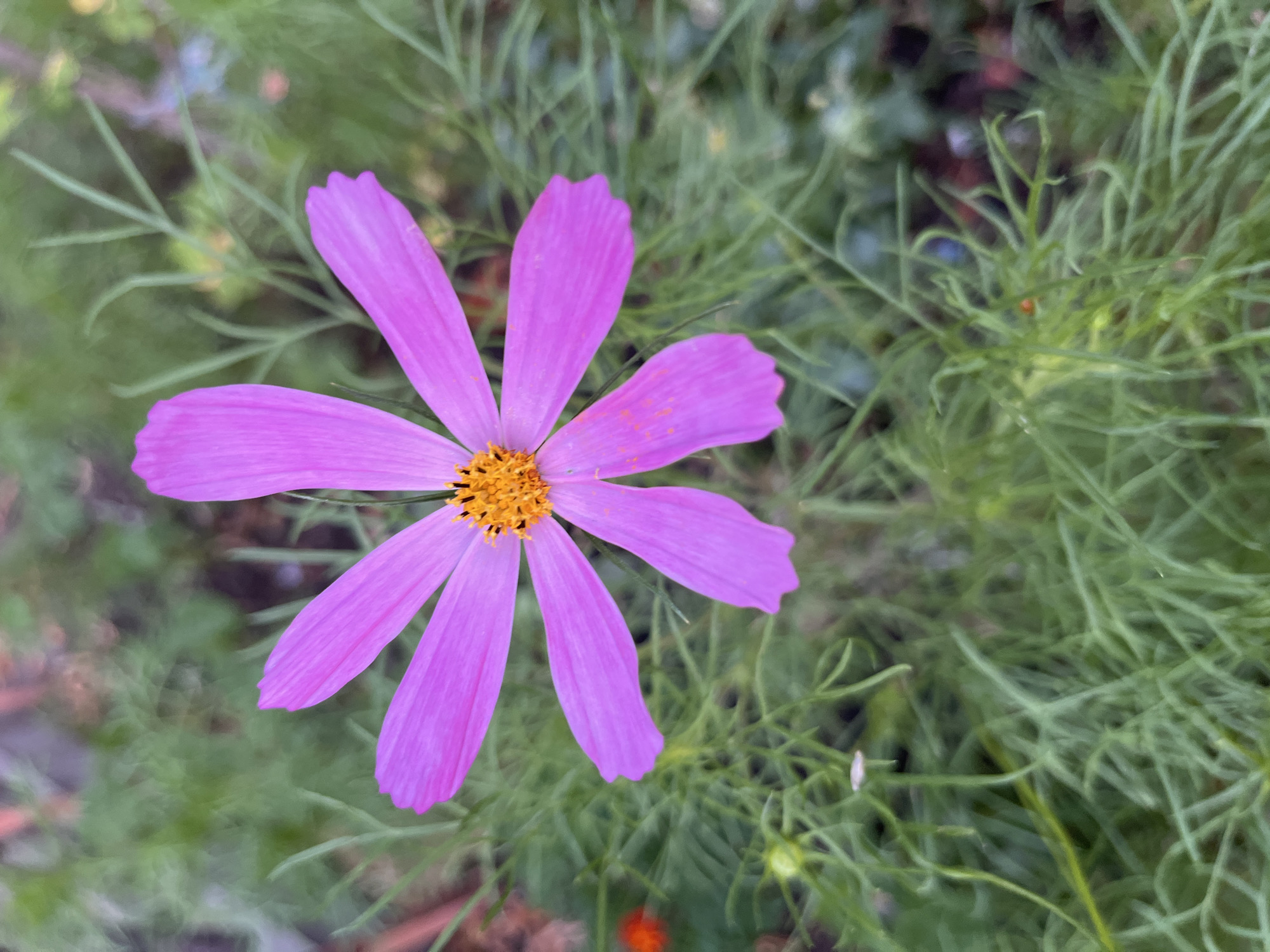 A single pink cosmos flower with a bright orange center is in focus against a blurred background of green foliage and hints of other colors. The flower has seven visible petals, each with a slightly notched tip. The petals are a vibrant pink, and there are small specks of orange pollen visible on some of them. The center of the flower is a cluster of tiny, bright orange florets. The background consists of thin, feathery green leaves, some of which appear to be from the same plant as the flower. Other plants and possibly a blurry object of reddish-orange color are also visible in the background. The lighting suggests it is daytime, possibly overcast, as there are no harsh shadows. There are no people, animals, or structures visible in the image. The location is not identifiable as being in the city of Dnipro, Ukraine, or any other specific location.