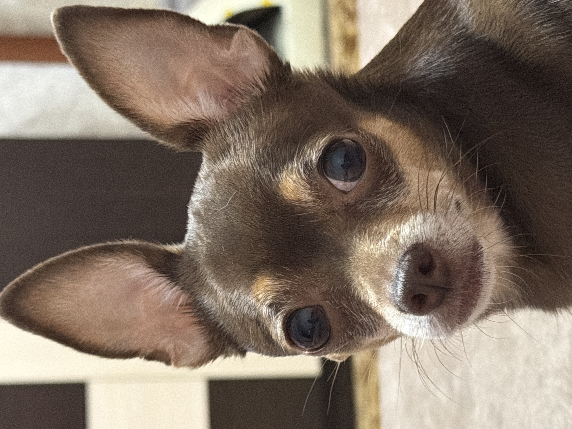 A close-up, eye-level shot shows the head of a small, brown chihuahua dog looking directly at the camera. The dog has large, dark eyes, prominent ears, and a black nose. Its fur is short and smooth, with lighter brown markings on its face and chest. The background is blurred, with hints of a checkered pattern and a soft, light-colored surface. The lighting appears to be natural, casting soft shadows on the dog's face.