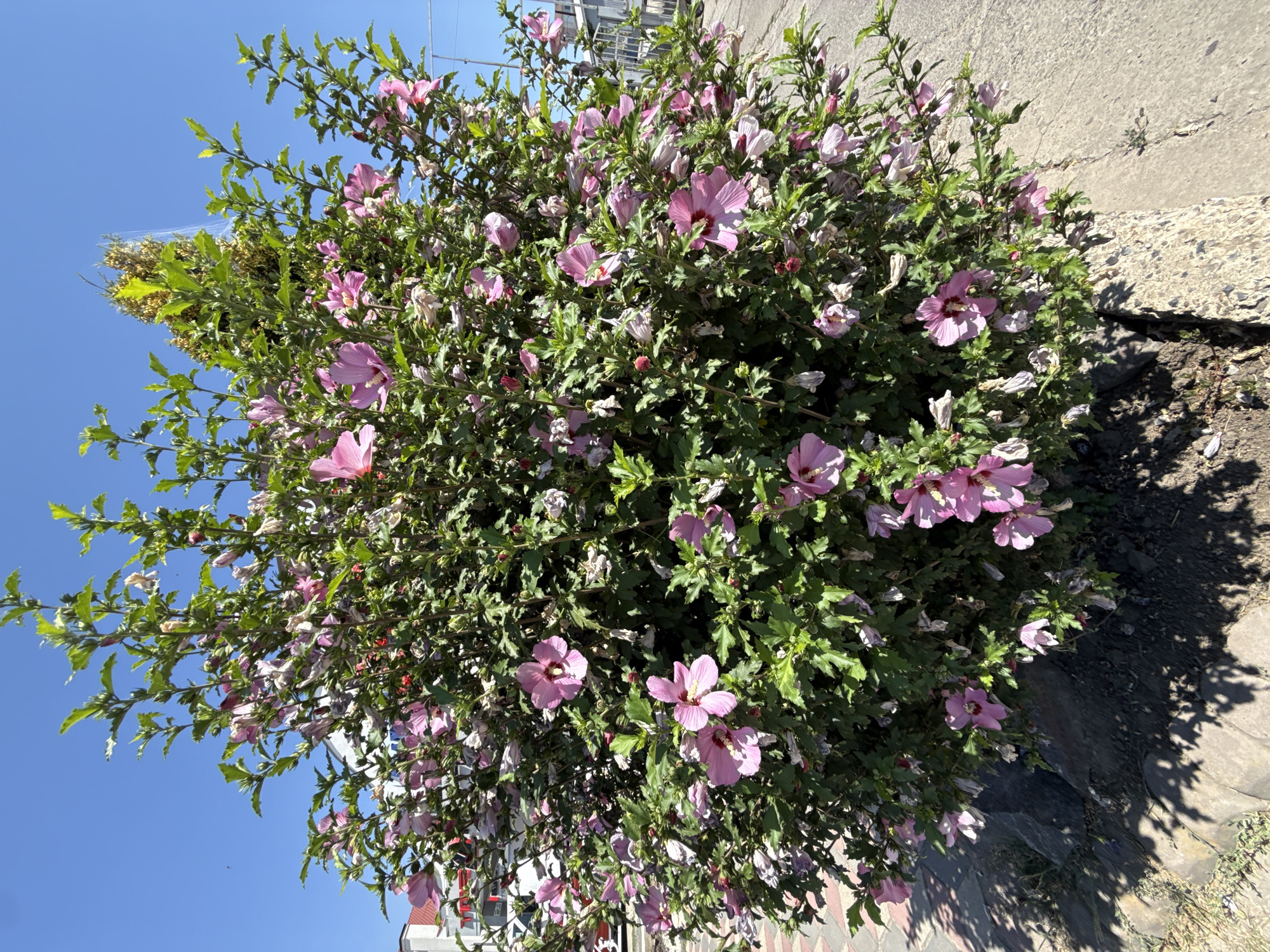 A mature Rose of Sharon shrub, heavily laden with numerous light pink and magenta hibiscus-like flowers, is situated in what appears to be a public space in Bălți, Moldova. The shrub is dense and full, with green foliage and multiple blooms in various stages of development, some fully open and others in bud or wilting. The shrub is planted near a paved walkway with a patterned brick border on the left and a concrete surface on the right. The ground beneath the shrub is soil and mulch. In the background, partially visible buildings with white and red facades suggest an urban or suburban setting. The sky above is clear and bright blue, indicating a sunny day. There are no people visible in the image. The scene is static, focusing solely on the natural element of the flowering shrub within its environment.
