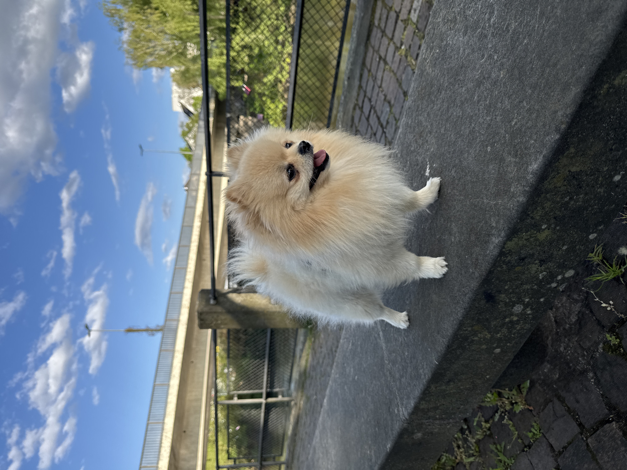 A cream-colored, fluffy Pomeranian dog is the central subject of this outdoor, daylight photograph. The dog is standing on a concrete ledge, looking upwards and to the right with its mouth slightly open and tongue visible, suggesting it might be panting or observing something above it. Its fur appears thick and well-groomed.
The background features a bright blue sky dotted with white, fluffy clouds, indicating a clear, sunny day. To the left, a large, concrete bridge structure, possibly for a road or railway, stretches across the frame. A black metal fence runs along the edge of the concrete ledge, separating it from greenery and trees in the distance. The ground immediately around the dog consists of dark grey concrete and cobblestone paving with some sparse vegetation. Shadows are cast on the concrete surfaces, consistent with direct sunlight.
The overall perspective of the image is tilted, giving the impression that the horizon is diagonal. No people are visible, and no visible text is present. The setting appears to be an urban or semi-urban environment, possibly near a river or under elevated infrastructure, in Bietigheim-Bissingen, Germany. The dog seems alert and engaged with its surroundings.