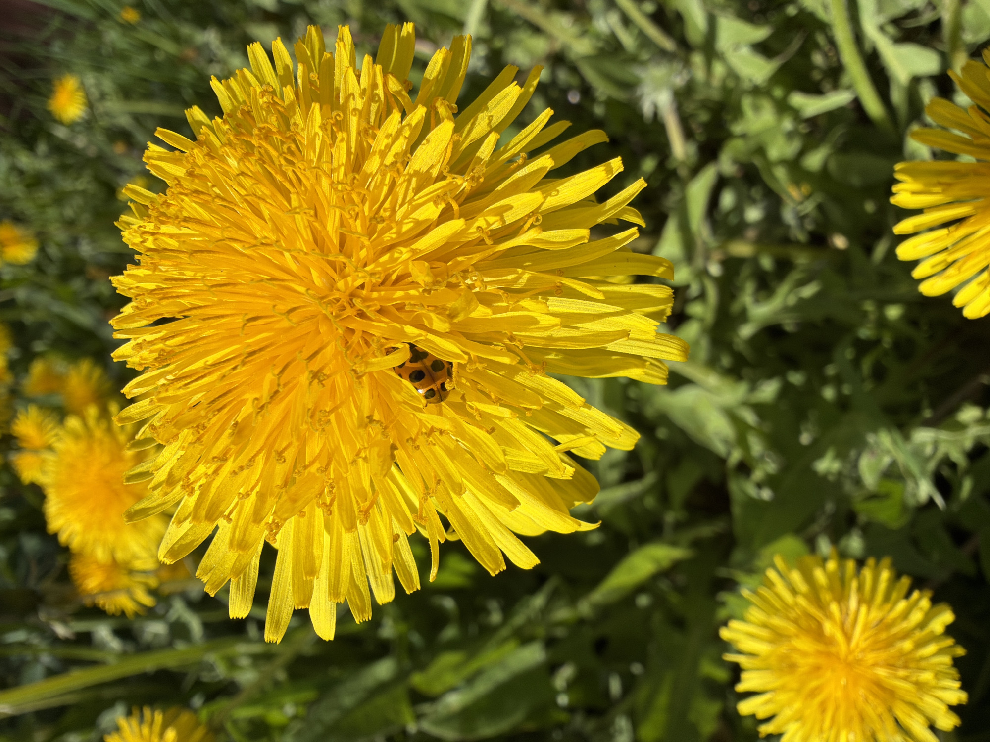 The image shows a close-up of a yellow dandelion flower in full bloom, with a ladybug perched on its petals. Several other dandelion flowers are visible in the background, along with green foliage. The scene appears to be outdoors in a natural setting. There is no evidence to suggest that the image was taken in Kerro Massiv, Russia.