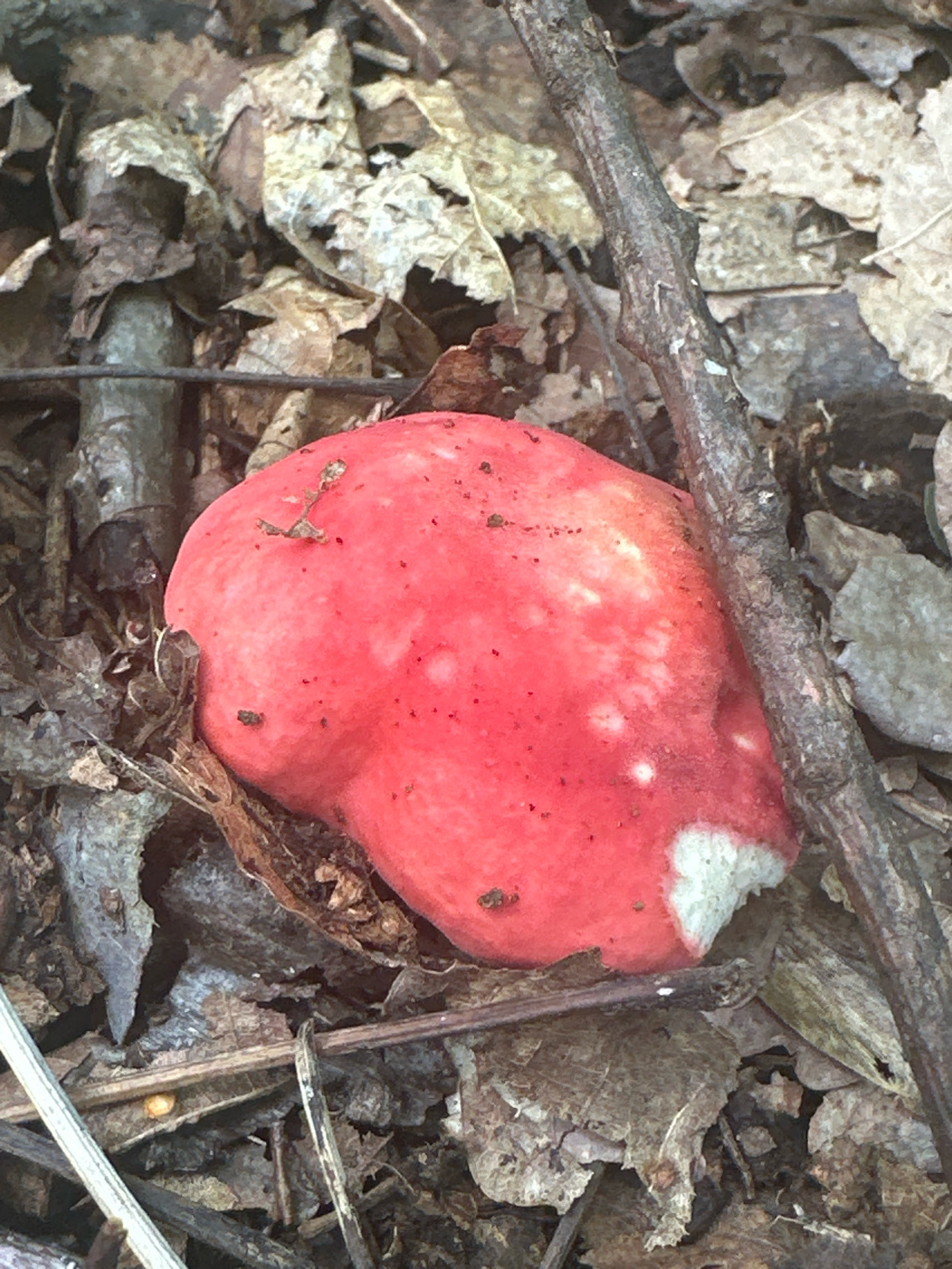 A close-up, overhead shot shows a single, bright red mushroom with white speckled patches on its cap, nestled amongst dry, brown leaves and twigs on the forest floor. A thin, dark brown branch runs diagonally across the right side of the frame, obscuring part of the mushroom. The mushroom's cap is rounded and smooth, with a small, dark speck of dirt near the top. The surrounding leaf litter is a mix of decaying leaves and thin, dried grass. The lighting suggests an outdoor, natural setting, possibly in a wooded area. The image does not depict any specific landmarks or features that would allow for identification of a precise location within Bautzen, Germany.