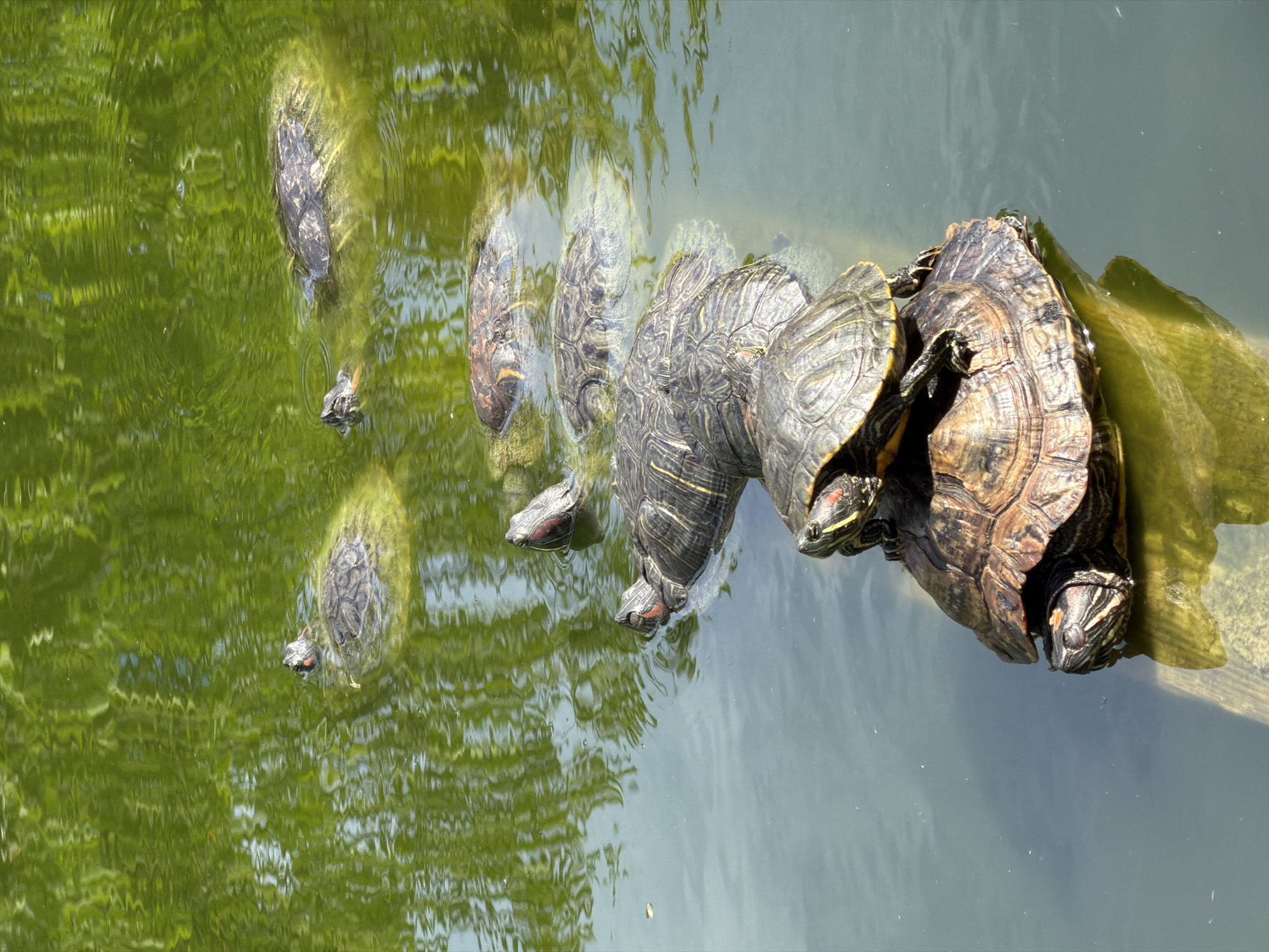 In a pond with greenish, reflective water, several red-eared slider turtles are visible. In the foreground, two turtles are stacked on top of each other on a submerged log. The lower turtle's shell is darker and larger, while the turtle on top is smaller with more distinct red markings on its head. Behind them, a line of turtles extends into the distance, partially submerged and swimming in the water. The environment appears to be an outdoor pond, possibly in a park, with reflections of greenery on the water's surface. This image was captured in Sochi, Russia.