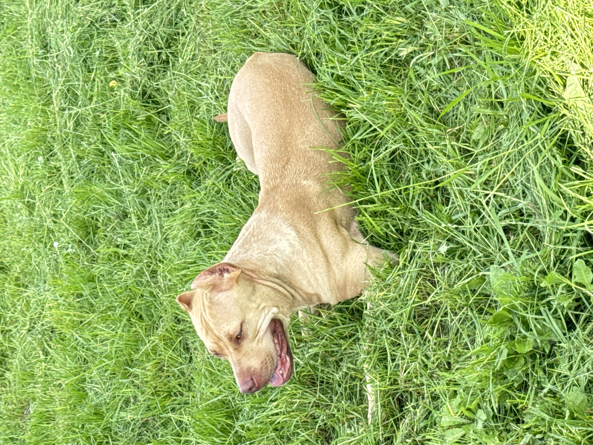 A tan pit bull is lying in the grass in a field in Severianin SNT, Russia. The dog is facing left with its mouth open and tongue hanging out. The grass is green and appears to be recently cut. The lighting is bright and the image is taken from a high angle.