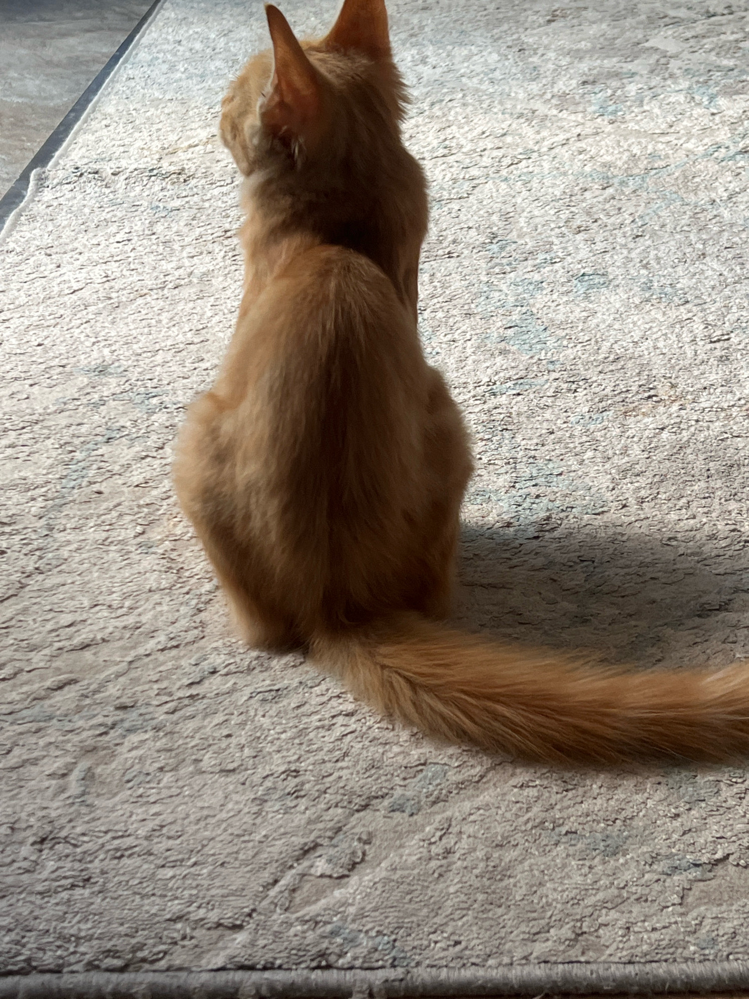 An orange cat sits on a light-colored rug, facing away from the camera and towards the left of the frame. The cat's tail is extended to the right, resting on the rug. The rug has a textured surface with some subtle blue and gray patterns. In the background, to the left, a portion of a gray tiled floor is visible, meeting the rug. The lighting suggests natural light coming from the left, casting a shadow of the cat on the rug. The scene appears to be indoors.