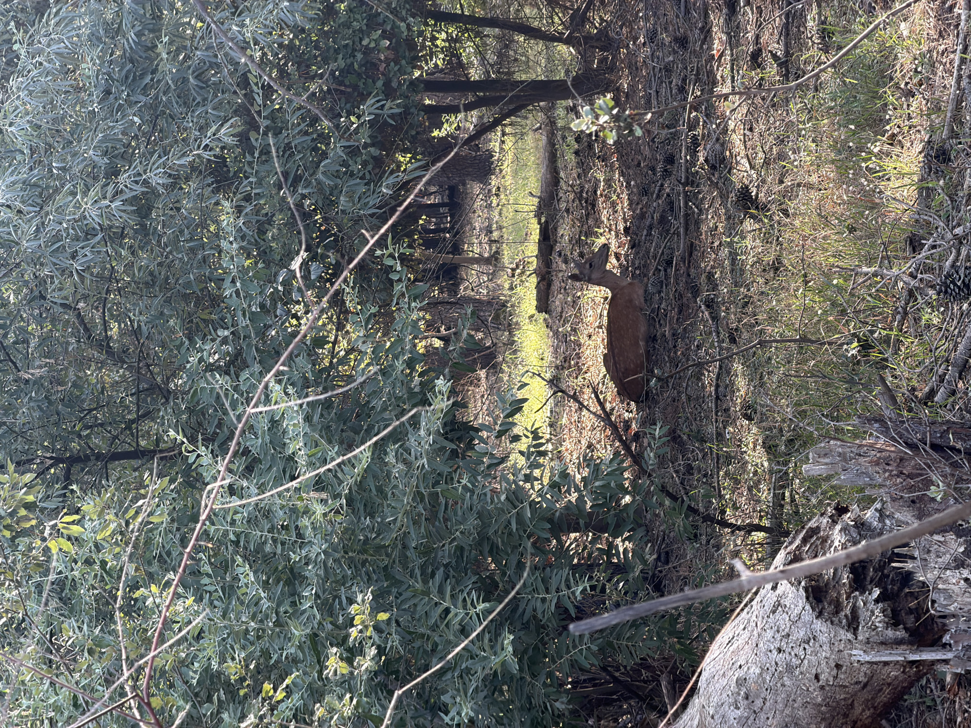 A deer lies on the ground in a sun-dappled forest. The deer is brown and appears to be resting. The forest floor is covered with pinecones, twigs, and dry leaves. Trees with green leaves are visible in the background. The scene is peaceful and natural, suggesting a remote wilderness area. No elements in the image suggest a connection to Comacchio, Italy.