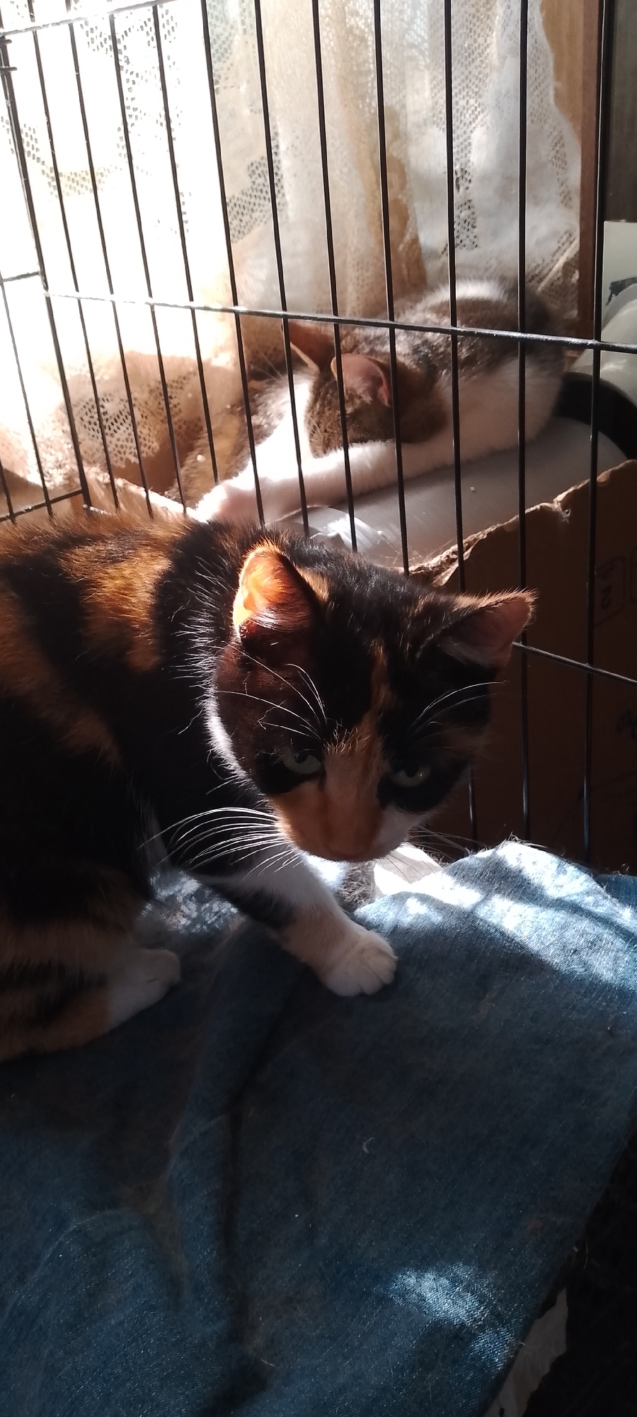 The image shows two cats in a wire enclosure, likely a pet carrier or small cage. The cat in the foreground is a tortoiseshell cat with black, orange, and white markings. It is looking down towards the viewer with its head tilted slightly. Its front left paw is extended, resting on a dark blue fabric. The cat in the background appears to be a tabby and white cat, sleeping or resting. Sunlight is filtering through the enclosure, creating shadows and highlighting the fur of the cats. The enclosure is placed on a dark blue fabric surface, possibly a blanket or bed. There are no discernible elements in the image that indicate a specific location in the city of Belgorod, Russia.