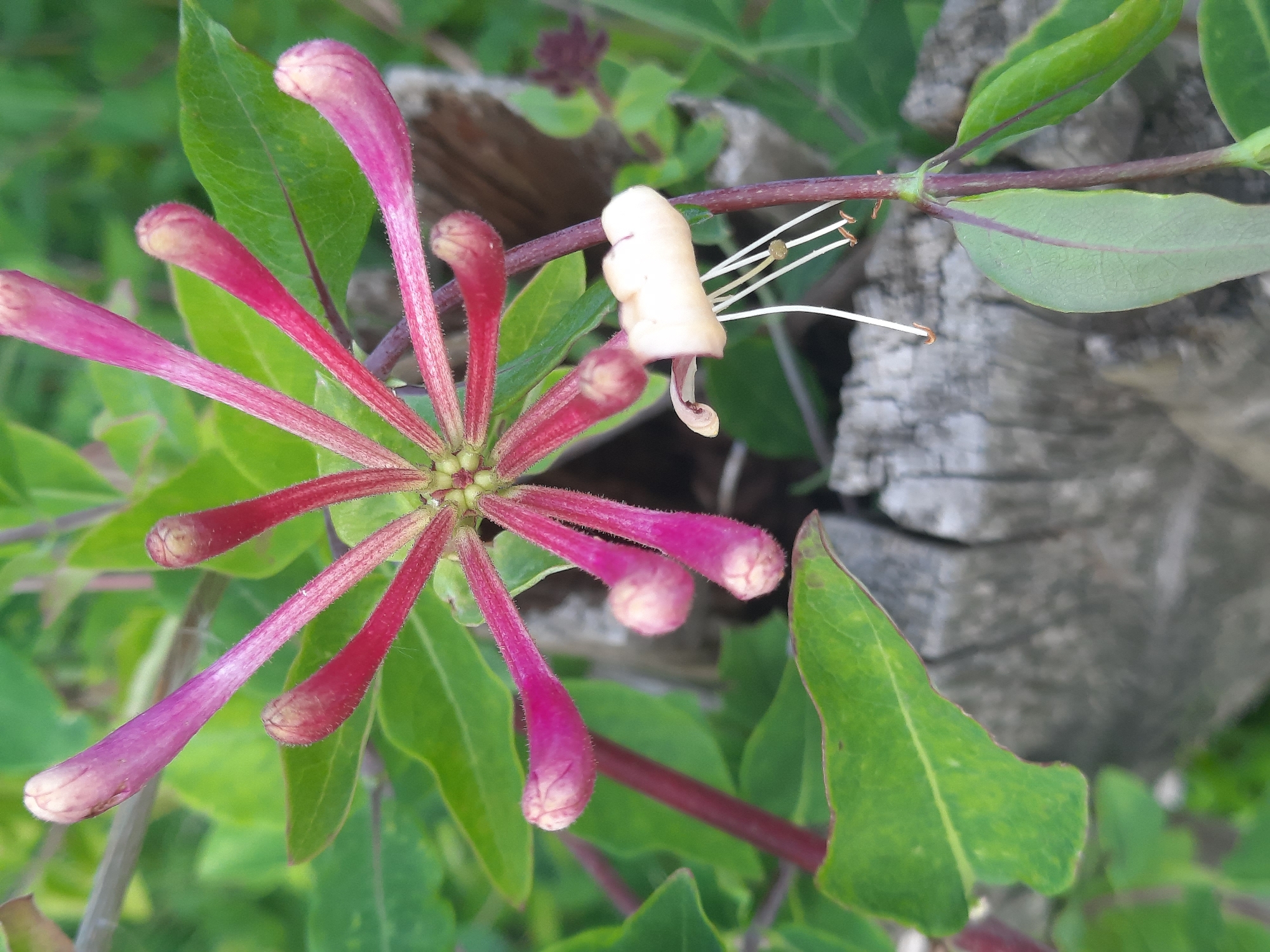 A close-up, eye-level, outdoor shot captures a cluster of pink honeysuckle buds and one opened blossom with white stamens. The buds are tubular and pointed, with a fuzzy texture and a transition from pink to a lighter, almost white tip. They radiate from a central point. One blossom, slightly to the right and lower, is open, revealing delicate white filaments tipped with orange anthers, and a light cream-colored corolla. The background consists of lush green leaves and a weathered, gray wooden post. The lighting is natural, suggesting daytime. The composition is centered on the flowers, with the wood and foliage providing a textured backdrop. The scene is devoid of people or animals.