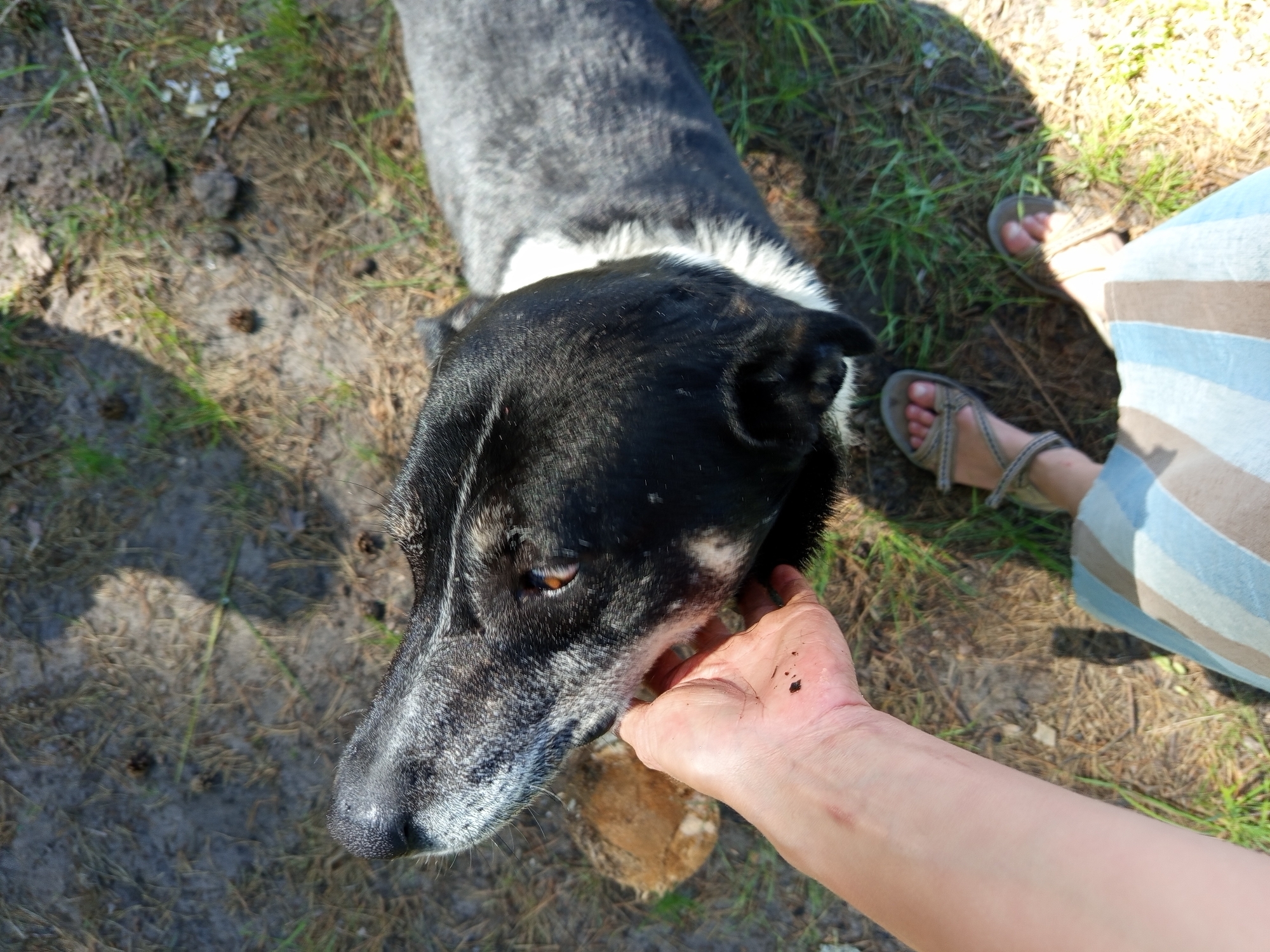 A close-up, overhead shot captures a person's hand petting the head of a black and gray dog. The dog's head is angled upwards and to the left, with its snout visible. The person's hand is positioned under the dog's chin, with some dirt on it. In the background, the dog's body extends to the right, showing its gray fur and a white collar. The ground is covered with dry leaves, pine needles, and sparse green grass, suggesting an outdoor environment, possibly a park or wooded area. The lighting indicates it is daytime. The scene is located in Podborov'e, Russia.
