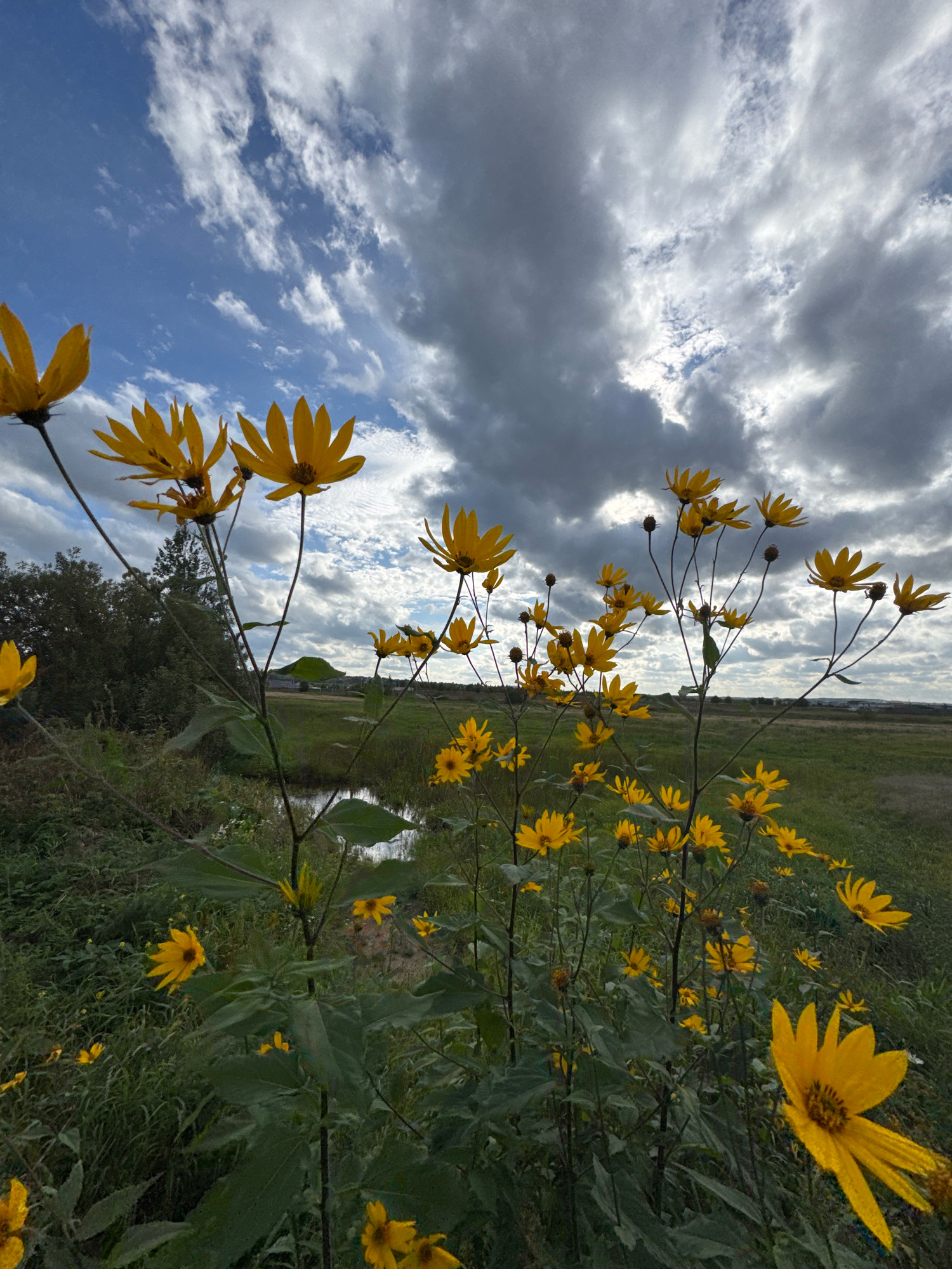 This image captures a cluster of yellow flowers in bloom, with their petals reaching upwards against a backdrop of a dramatic sky. The sky is a mix of bright blue patches and heavy, dark clouds, suggesting dynamic weather conditions. The flowers are in the foreground, dominating the lower half and center of the frame, with some reaching higher towards the sky. Behind the flowers, a body of water, possibly a ditch or small stream, is visible, reflecting the sky. Beyond the water, a green field stretches out, with trees and distant structures suggesting a rural or semi-rural setting. There are no people or animals visible in the image. The overall scene conveys a sense of natural beauty, with the vibrant yellow of the flowers contrasting with the moody sky and the surrounding greenery. The location is identified as Oliki, Russia.