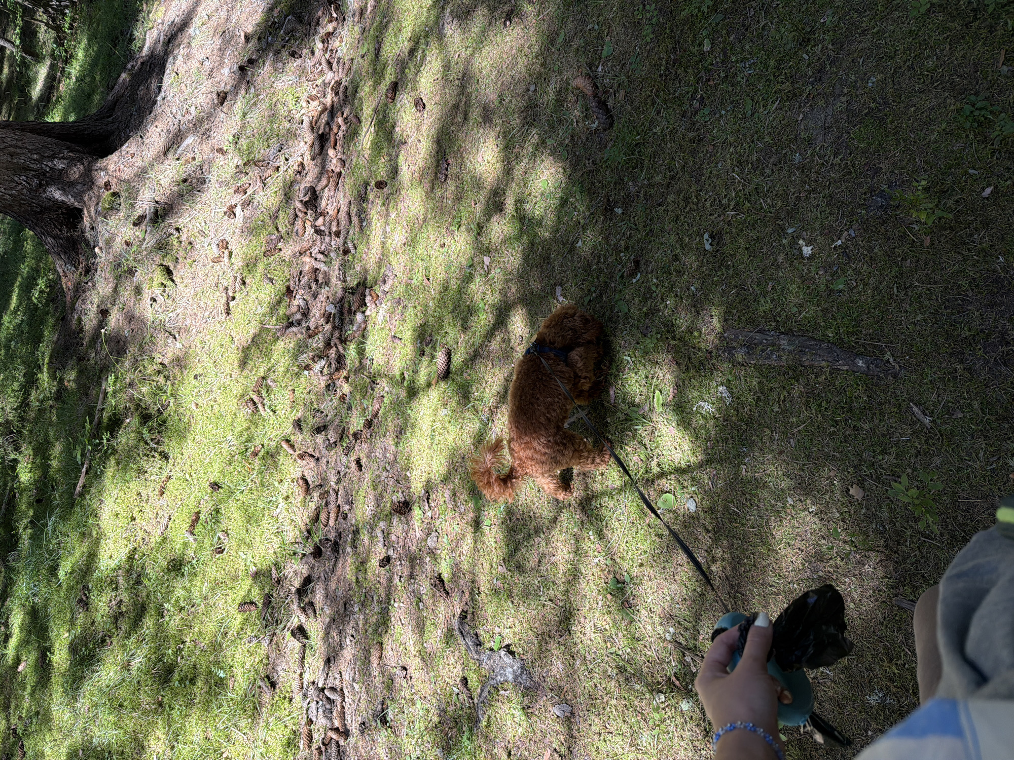 A small, reddish-brown poodle on a leash is standing on a patch of grass in a wooded area. The ground is covered with pinecones and dappled sunlight filters through the trees. A person's hand, wearing a beaded bracelet, is visible in the lower left corner, holding a plastic bag dispenser with a black bag. The poodle is facing away from the viewer, with its tail curled. The overall scene suggests a dog walk in a park or forest.