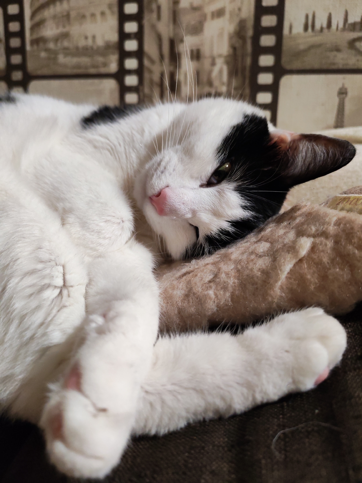 A black and white cat is sleeping on a brown cushion. The cat's pink nose and paws are visible. The background features a wallpaper with images resembling film reels and landscape scenes. The image was taken in a private residence. There is no indication of the image being taken in Chaikovsky, Russia.