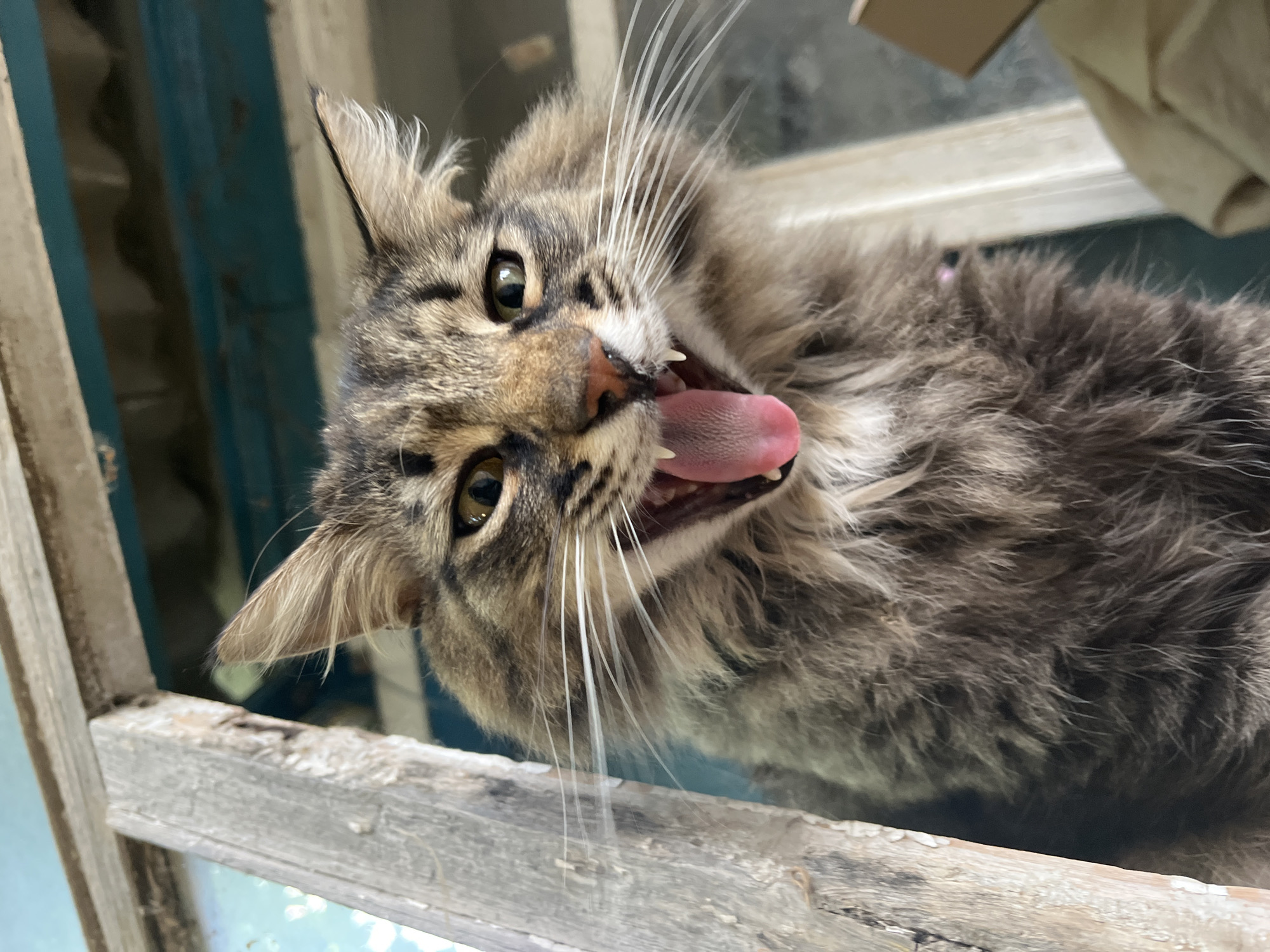 A close-up, low-angle shot shows a fluffy tabby cat with its mouth wide open, revealing a pink tongue and sharp teeth. The cat appears to be yawning or hissing, framed by a weathered wooden structure on the left and a blurry teal background on the right. The lighting suggests it is daytime. The image was taken on a street in the city of Krasnyye Barrikady, Russia.