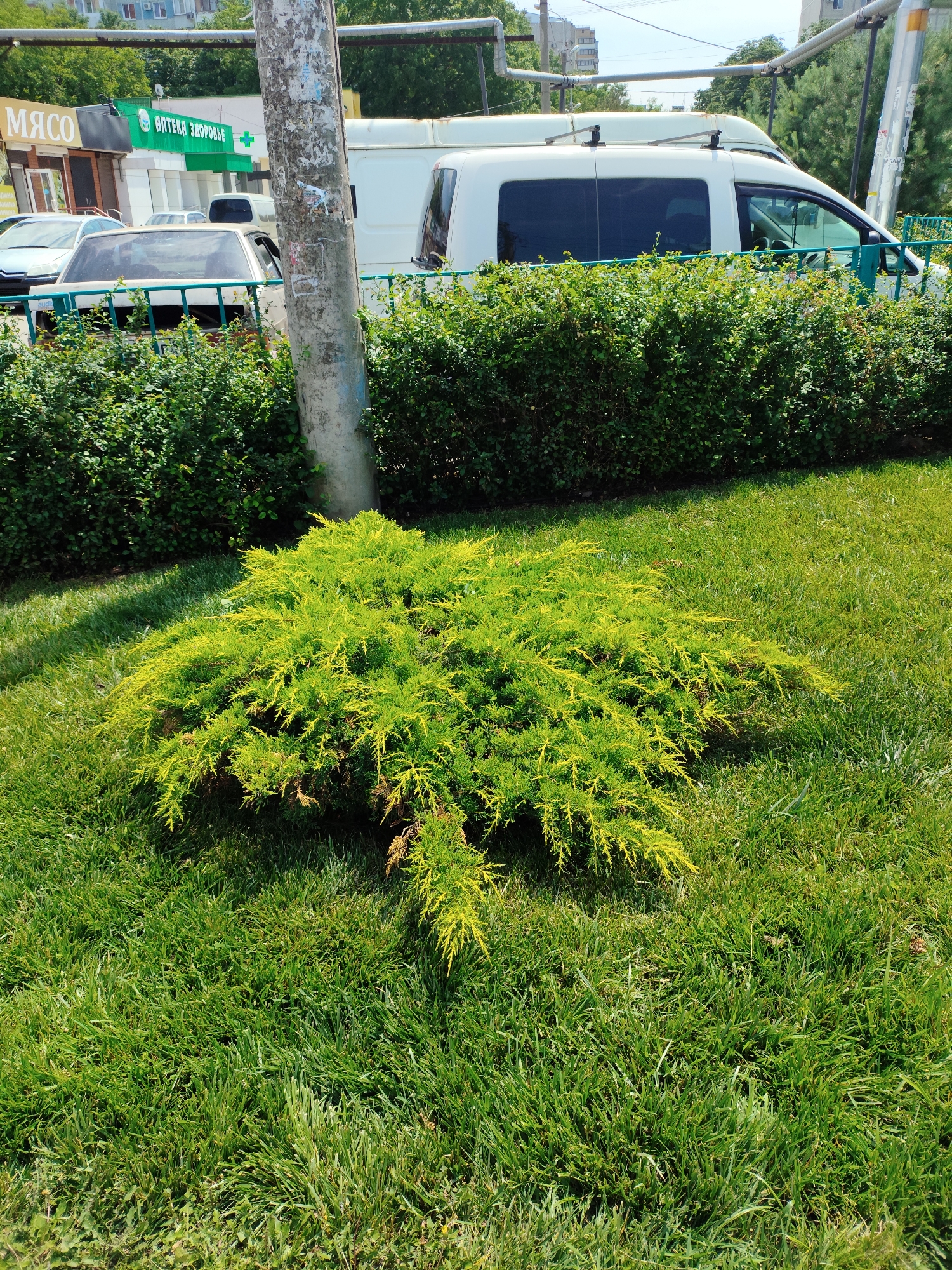 The image depicts an outdoor scene in Krasnodar, Russia, likely during daylight hours on a sunny day. The foreground is dominated by a lush green lawn with a vibrant, low-lying shrub that has bright yellow-green foliage. Behind the shrub, a neatly trimmed hedge runs horizontally across the frame.
In the background, various elements suggest an urban or semi-urban environment. A tall, weathered utility pole stands prominently near the center of the image, partially obscuring the view of objects behind it. Beyond the hedge, a white van with tinted windows is visible, parked alongside other vehicles. Further in the distance, buildings and trees can be seen, indicating a populated area.
Visible text includes "МЯСО" (Meat) and "АПТЕКА ЗДОРОВЬЕ" (Health Pharmacy) on storefronts in the background, suggesting a commercial strip. A green railing runs along the edge of the paved area behind the hedges. The overall impression is a well-maintained public space with elements of urban infrastructure. No people are visible in the image.