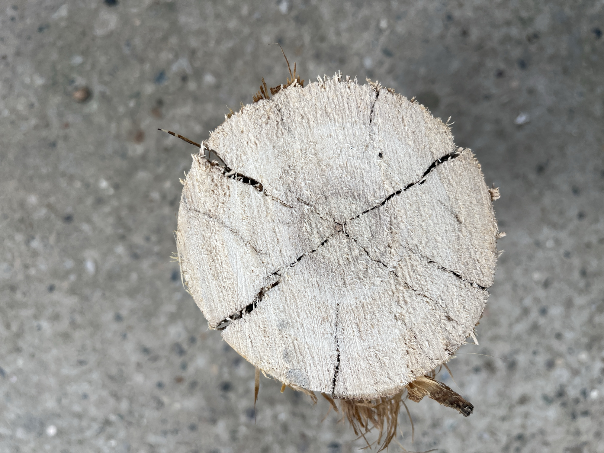 This media file is a close-up, top-down shot of the cut end of a light-colored wooden log. The wood has a rough, splintered texture with visible grain patterns and several dark cracks radiating from the center. Some small, dry plant fibers are sticking out from the edges of the log, suggesting it is recently cut or weathered. The background is a blurred, mottled gray surface that appears to be concrete or asphalt, with small flecks of lighter and darker colors. There are no people or animals in the image, and no discernible text. The lighting is even, with no strong shadows, suggesting it is daytime and possibly overcast. The setting appears to be outdoors, possibly in a construction area, yard, or natural environment where wood is present. The image is focused solely on the texture and form of the wood against a simple, out-of-focus background.