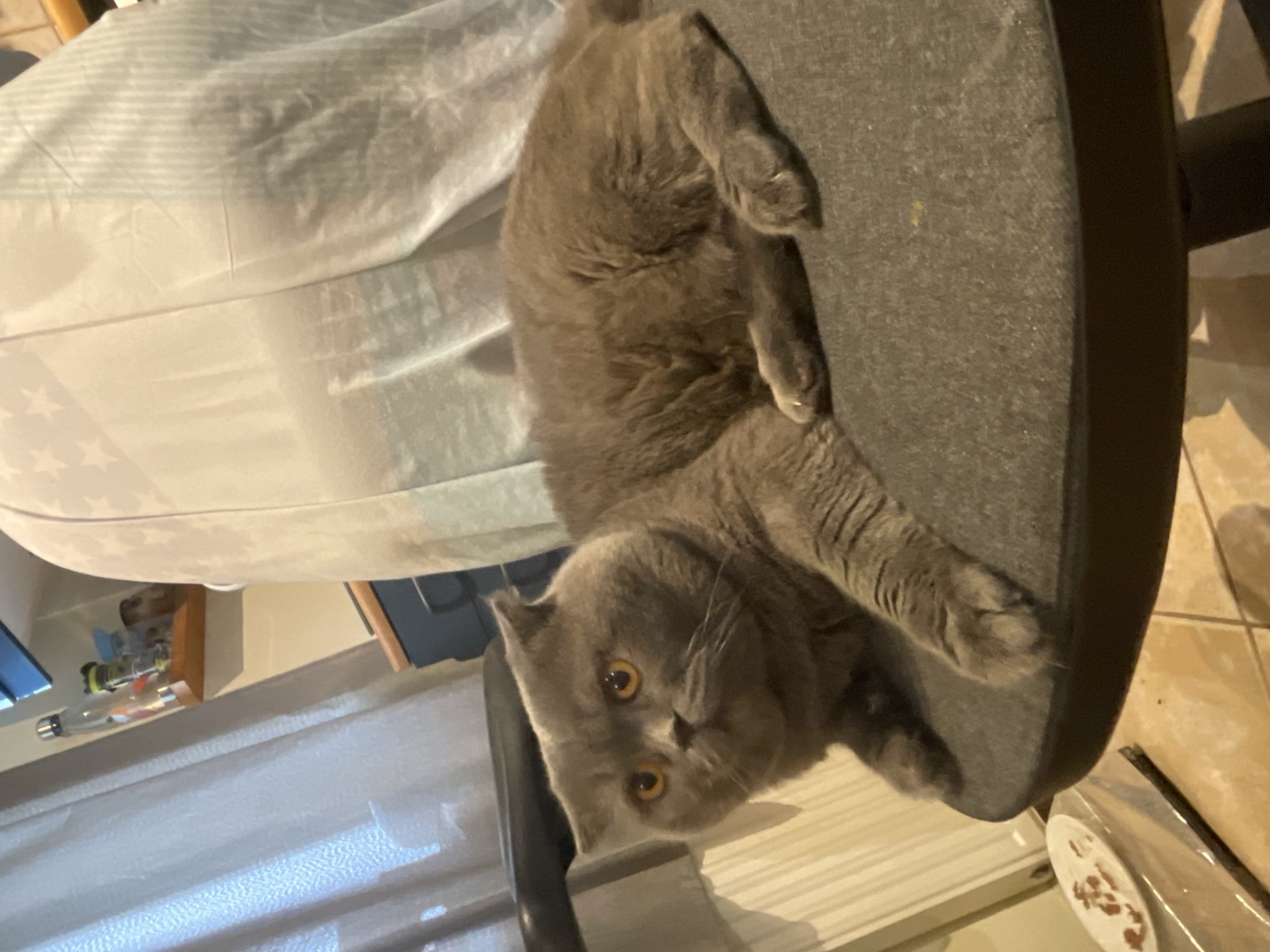 A gray British Shorthair cat with golden eyes rests on a gray office chair seat. The chair is near a window with white curtains. A pillow or cushion with stars is on the chair. The environment appears to be a domestic interior.