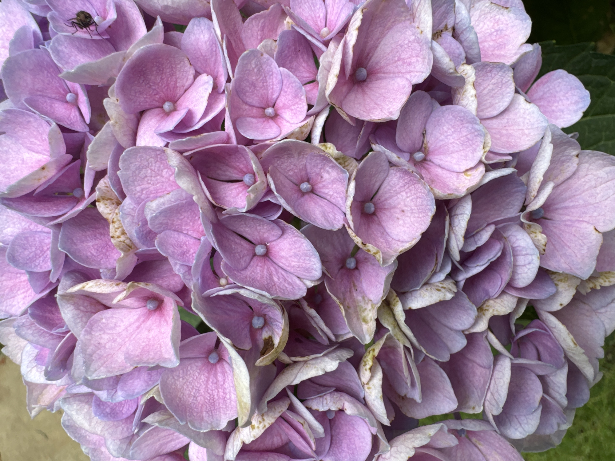 The image is a close-up, vertical shot of a cluster of pink and purple hydrangeas. The flowers are tightly packed together, with some petals showing slight browning at the edges. In the upper right quadrant of the image, a small insect, possibly a bee, is visible on one of the petals. The background consists of out-of-focus green foliage and a hint of a lighter, possibly yellow-toned surface. The scene appears to be outdoors. There is no identifiable location in Frankfurt, Germany depicted in this image.