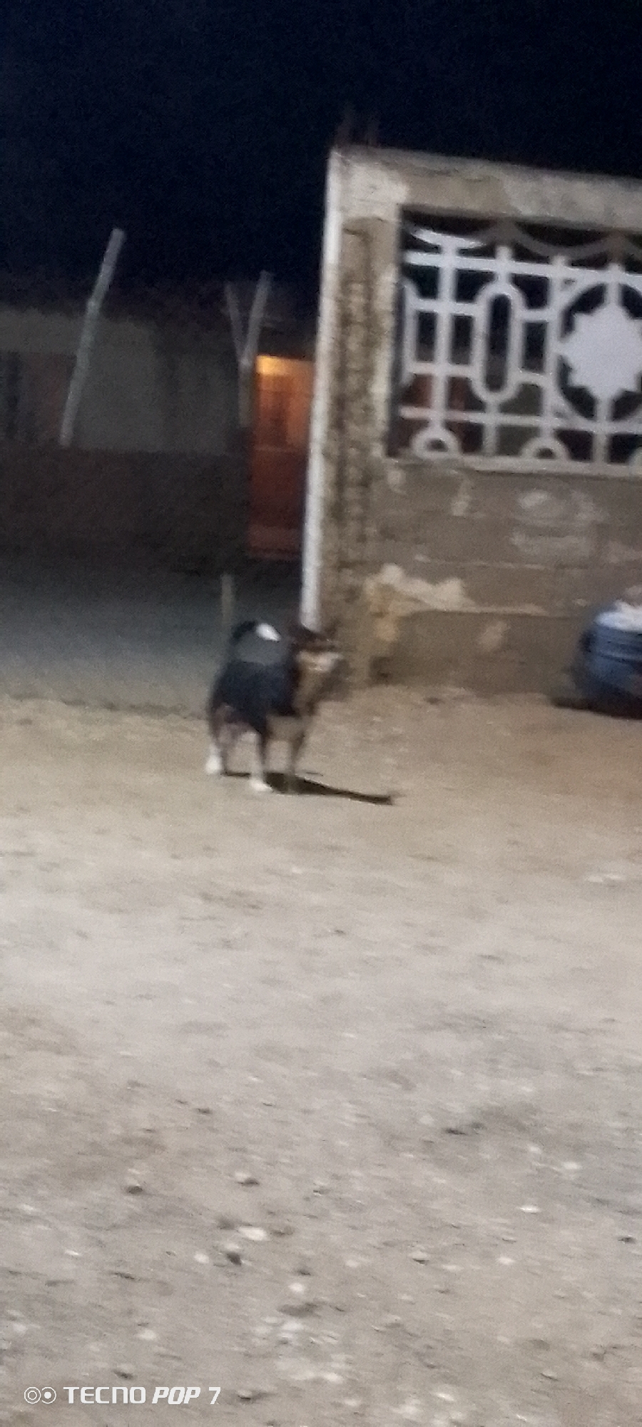 At night, a dog with dark fur and white markings stands in front of a building. The location is Altagracia, Venezuela. The building has a decorative window or opening with a geometric pattern. The ground appears to be dirt or gravel. There's a dimly lit doorway behind the dog to the left. Other structures are visible in the background. The image appears to have been taken with a Tecno Pop 7 phone.